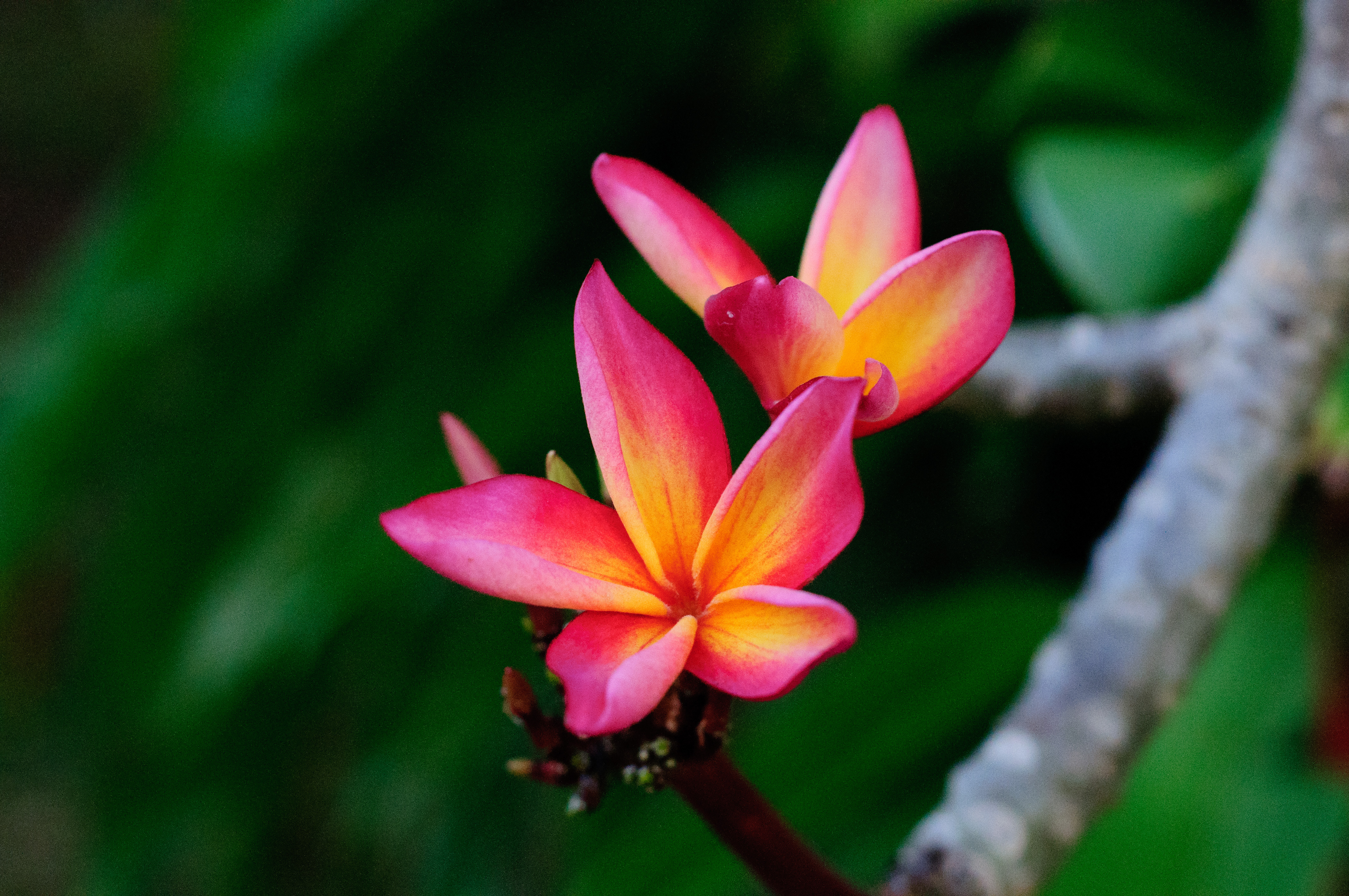 Frangipani (Imagicity 1005)