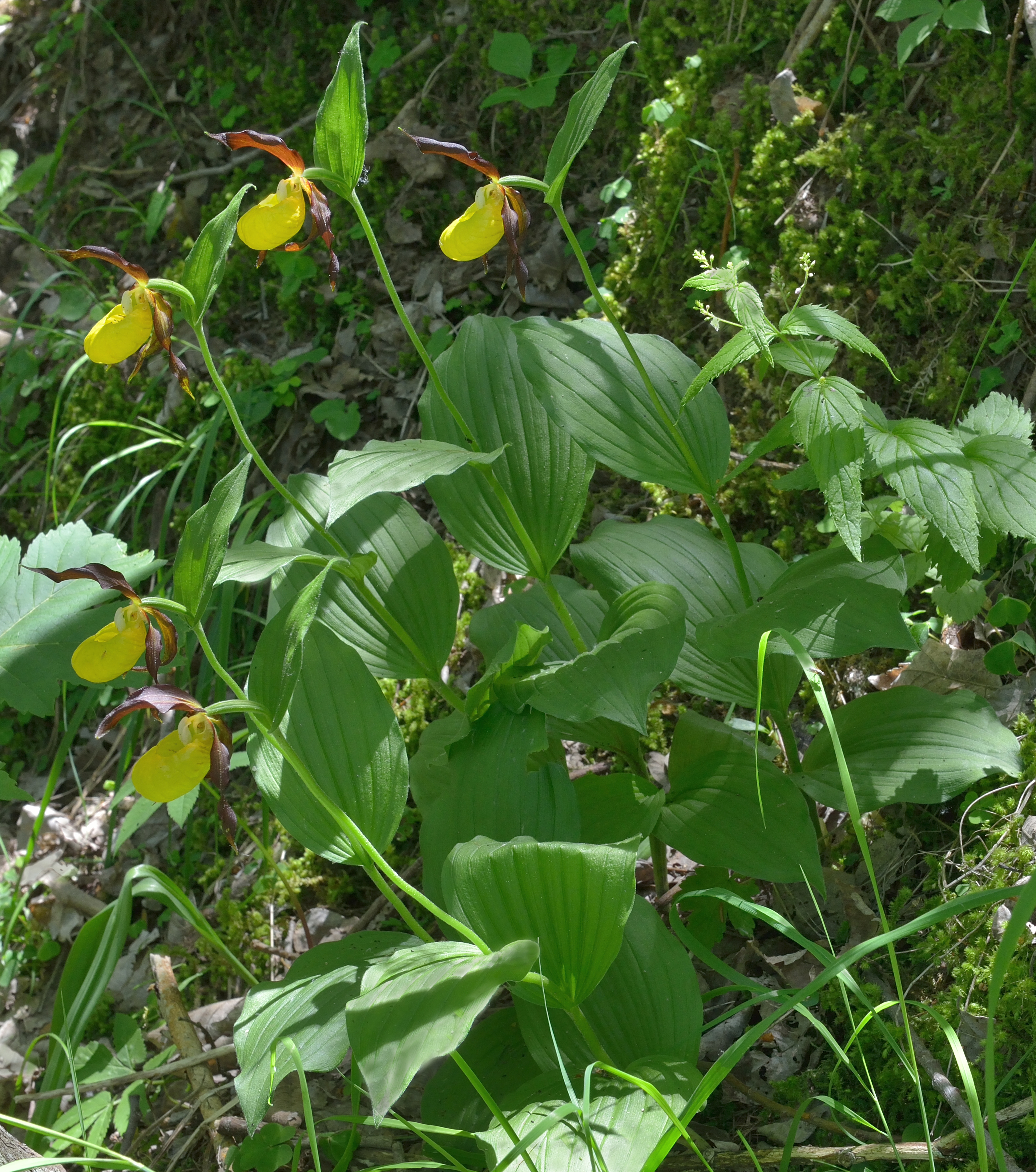 Frauenschuh Cypripedium calceolus Bula Gherdeina