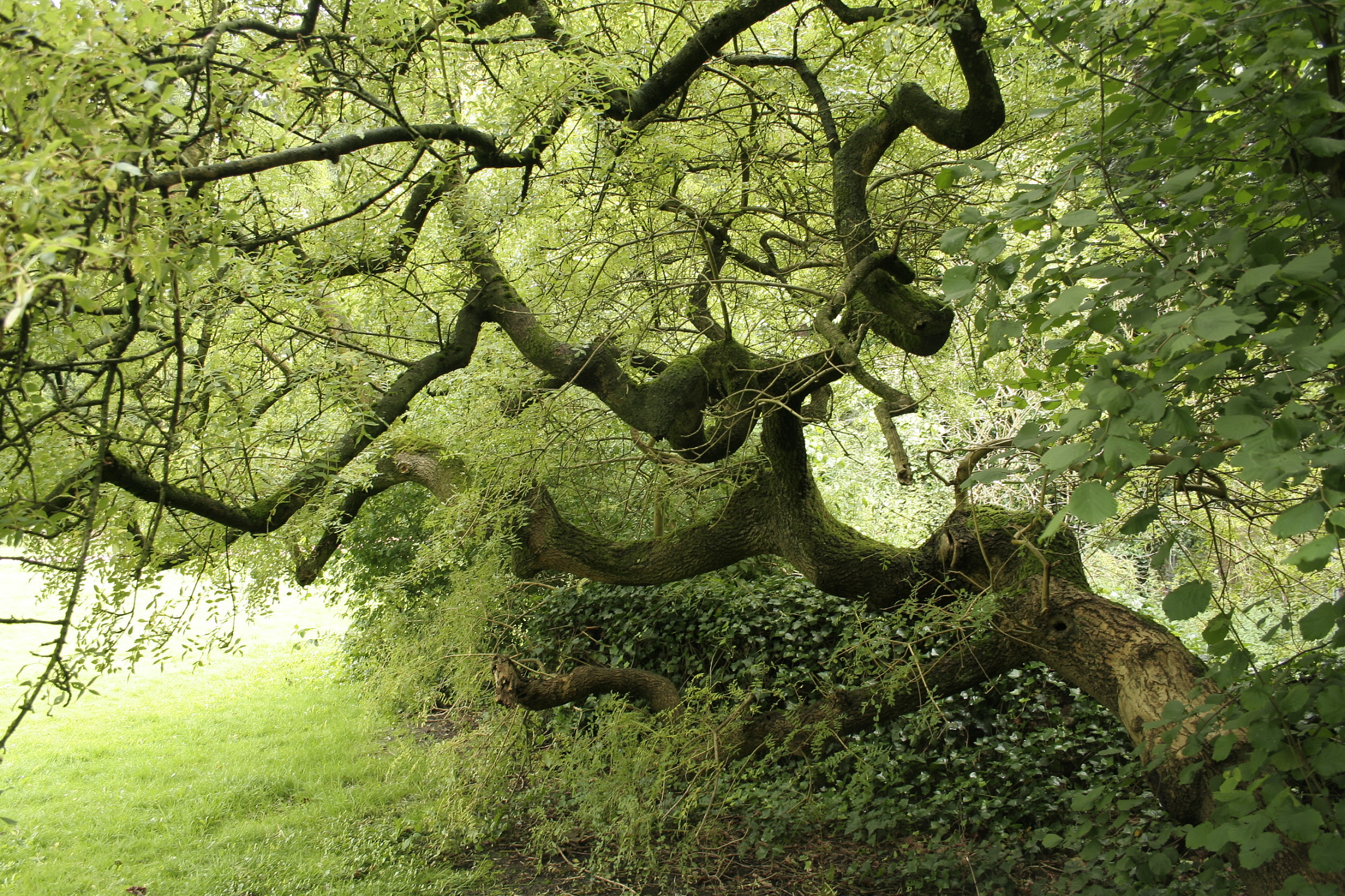 Fraxinus excelsior 'Aurea pendula'