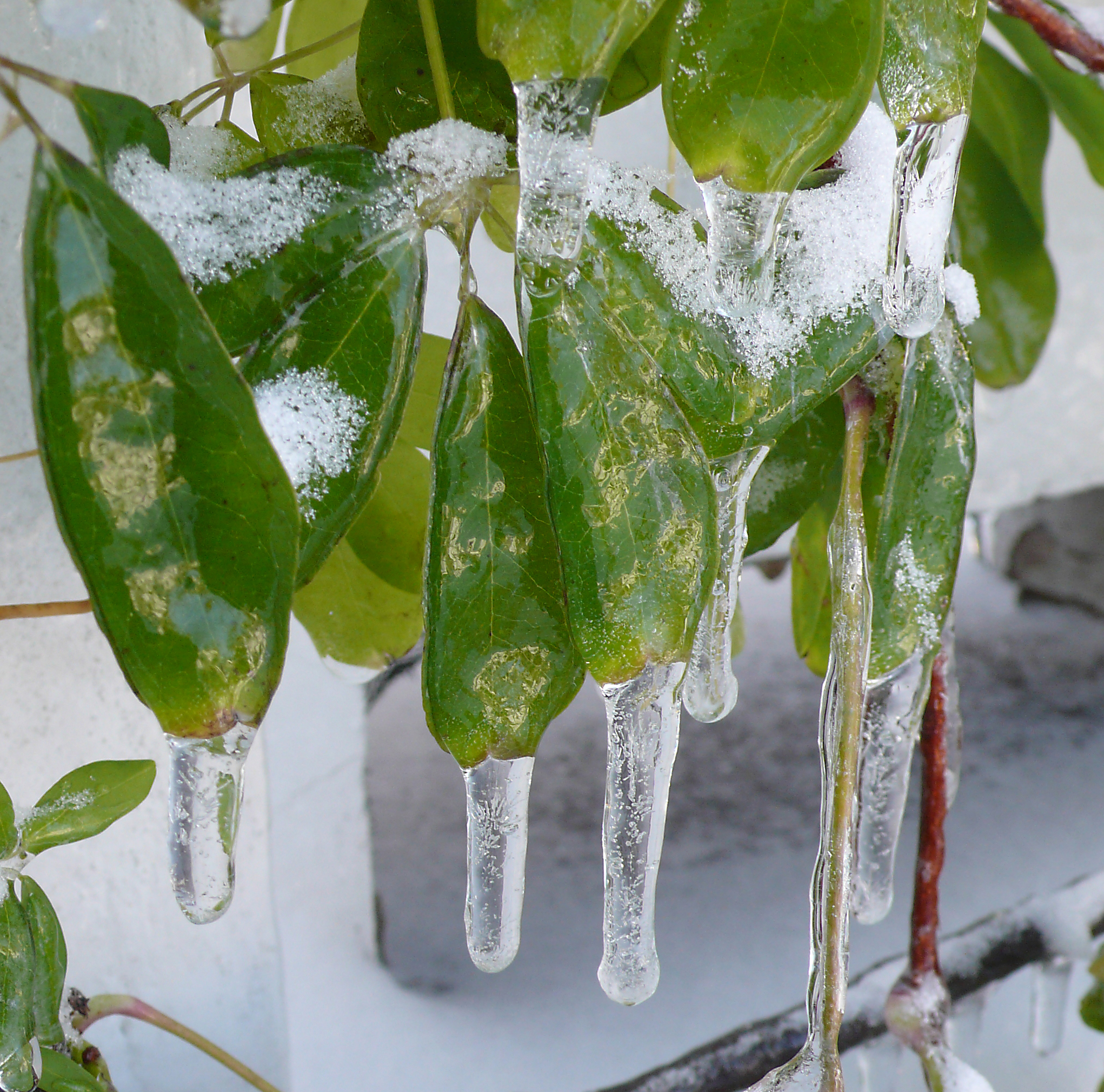 Freezing rain