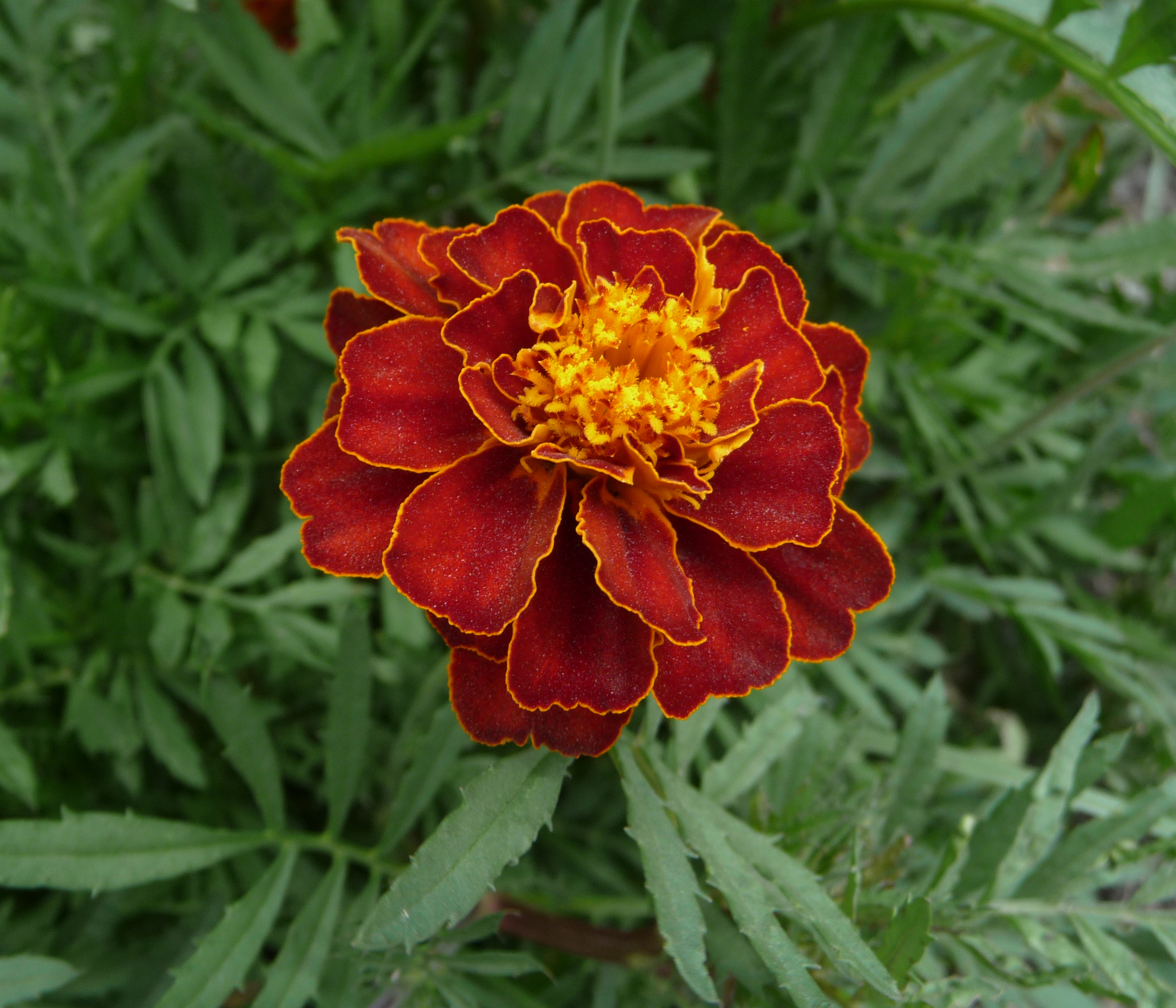 French marigold garden 2009 G2