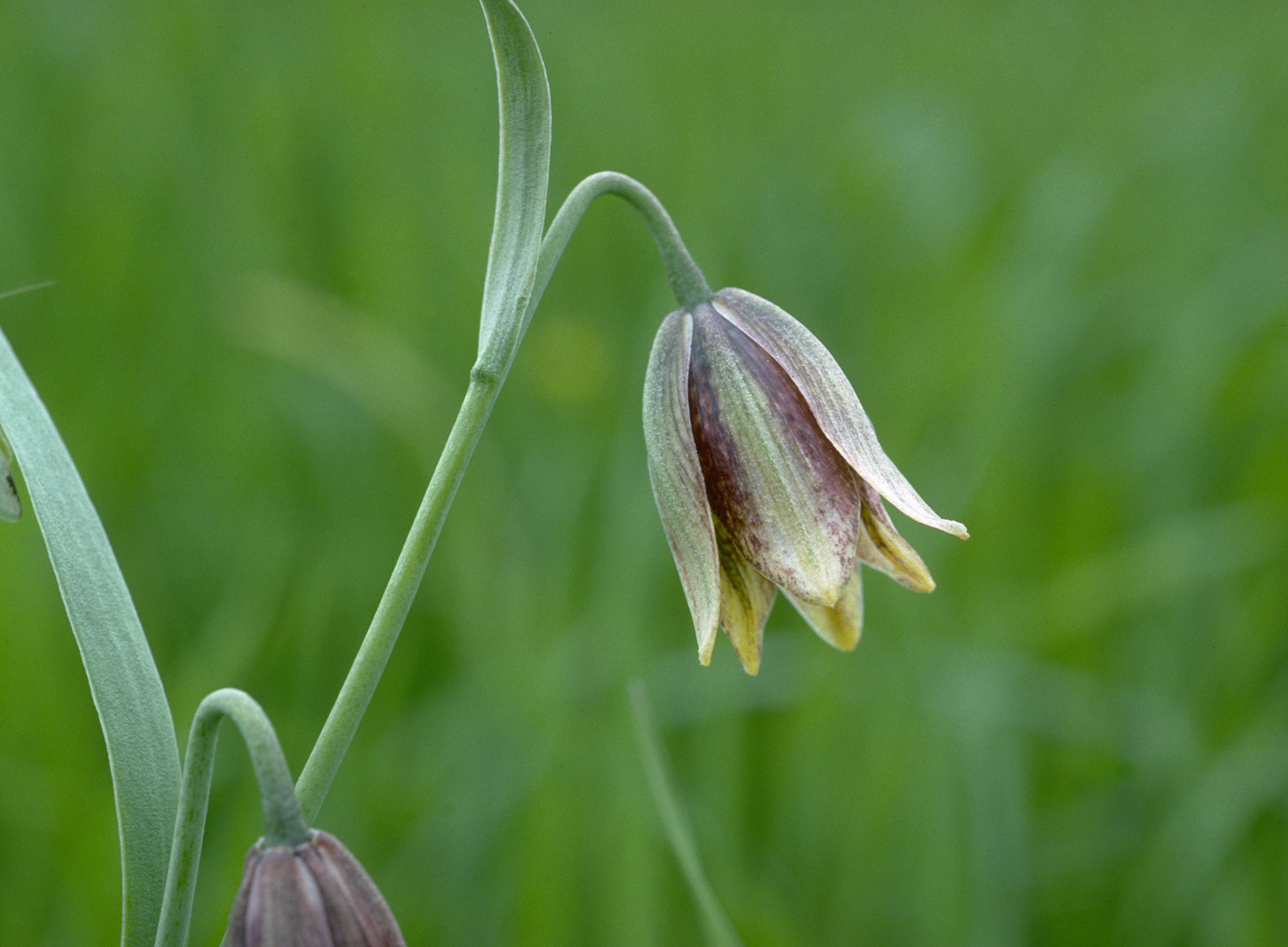 Fritillaria agrestis (stinkbells) (32690656506)