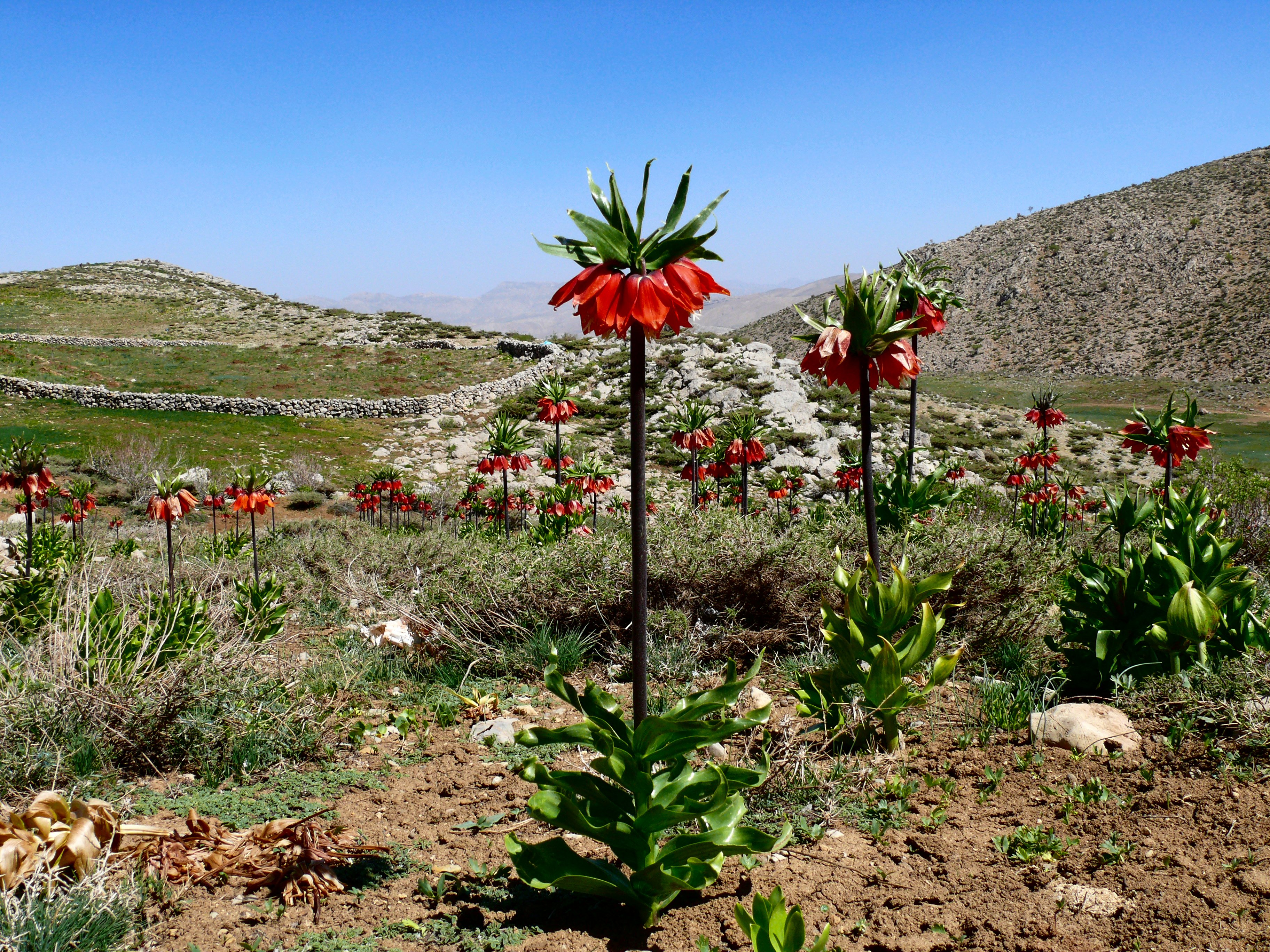 Fritillaria imperialis2463741233
