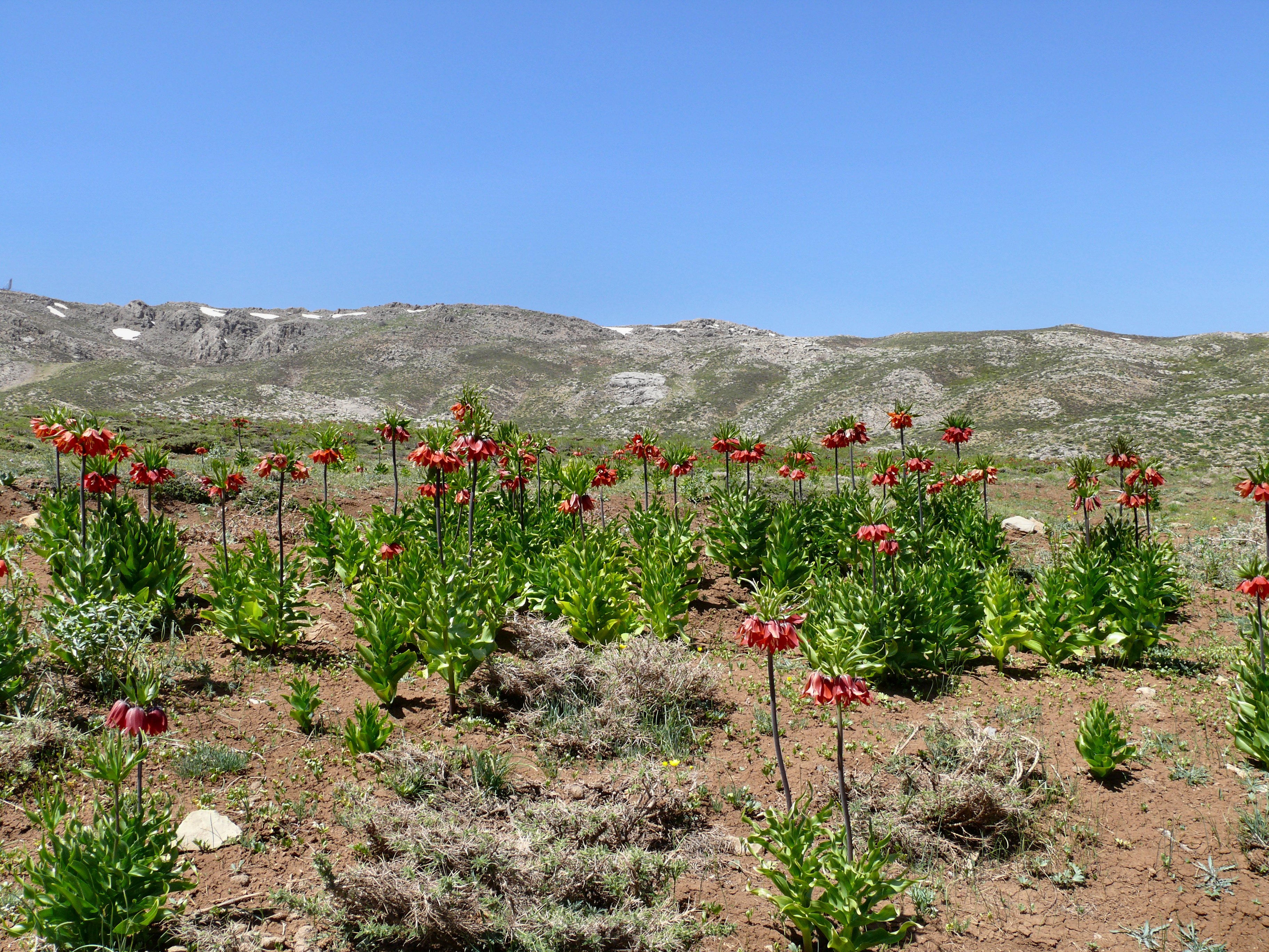 Fritillaria imperialis (3414497579)