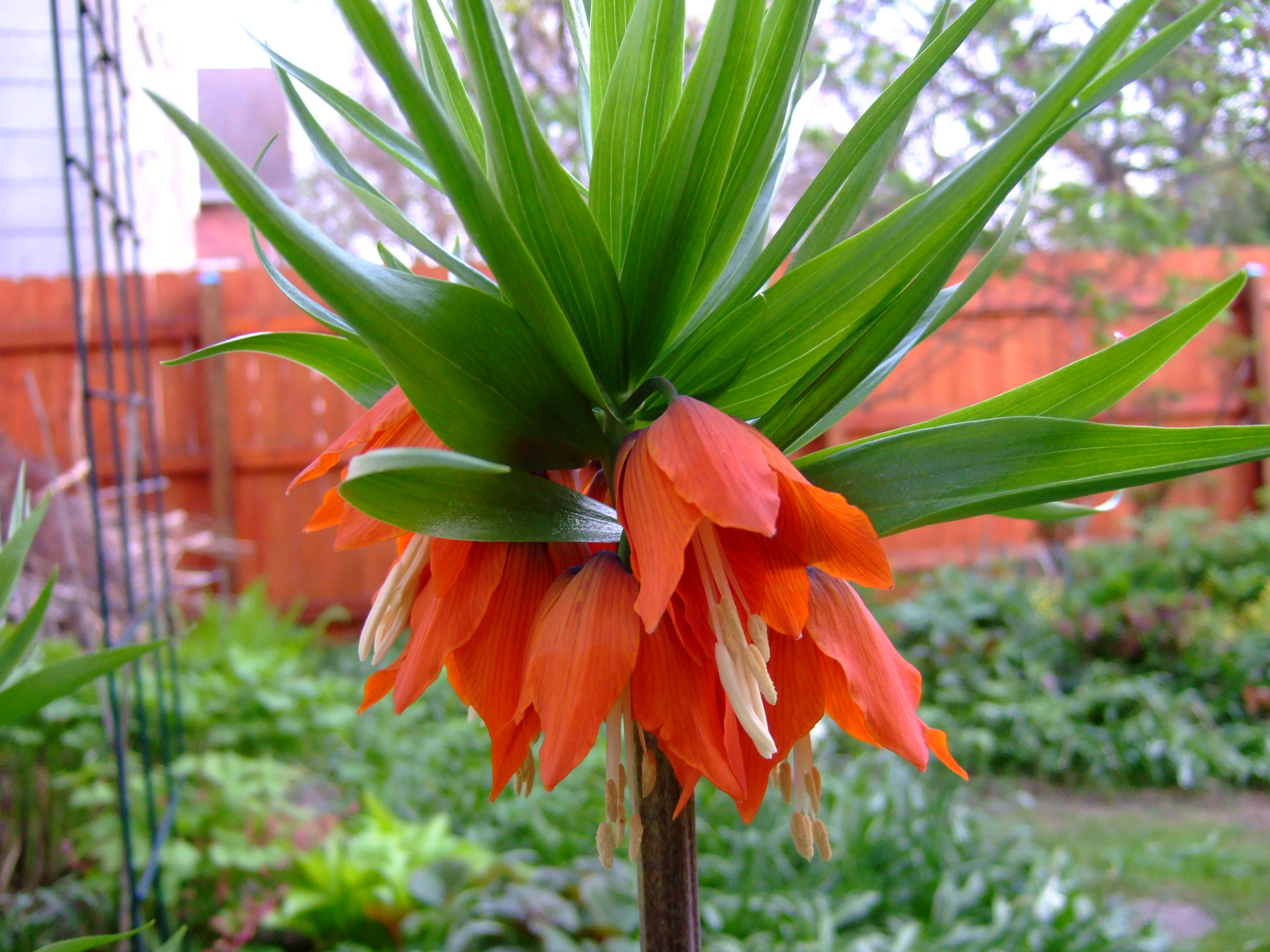 Fritillaria imperialis rubra