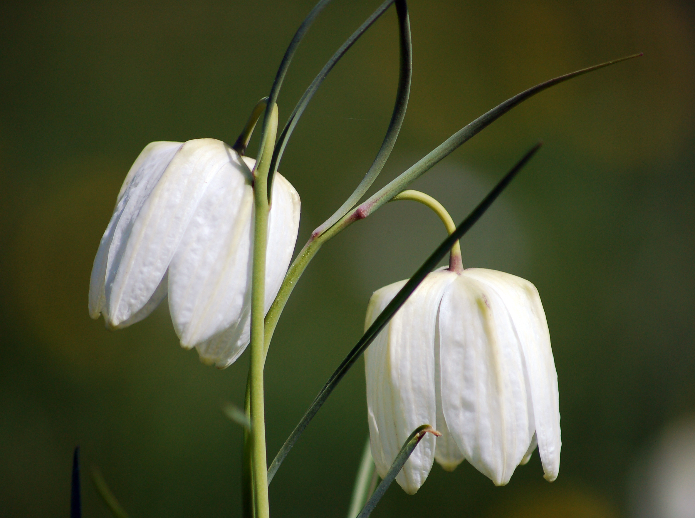 Fritillaria meleagris 09