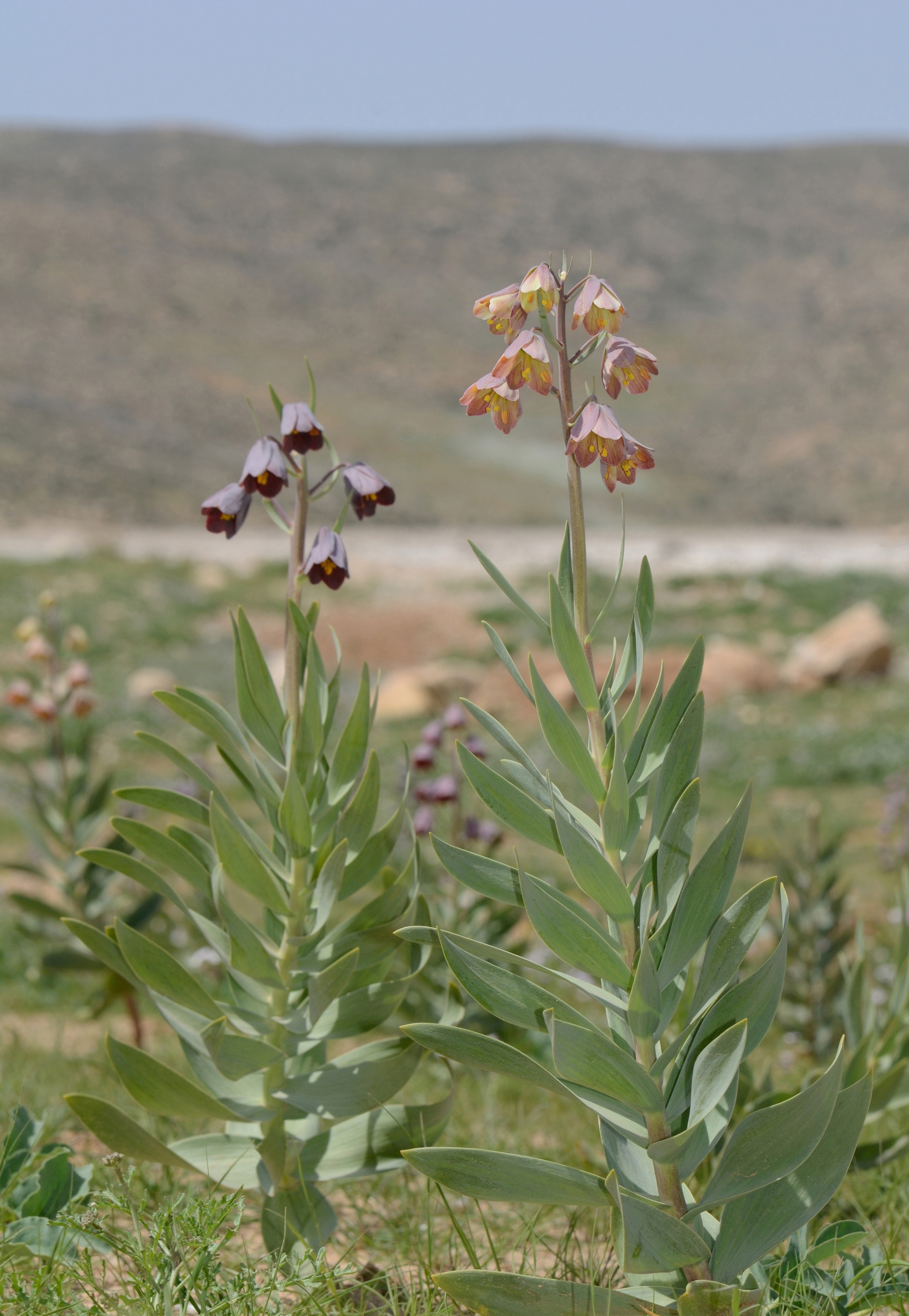 Fritillaria persica 3