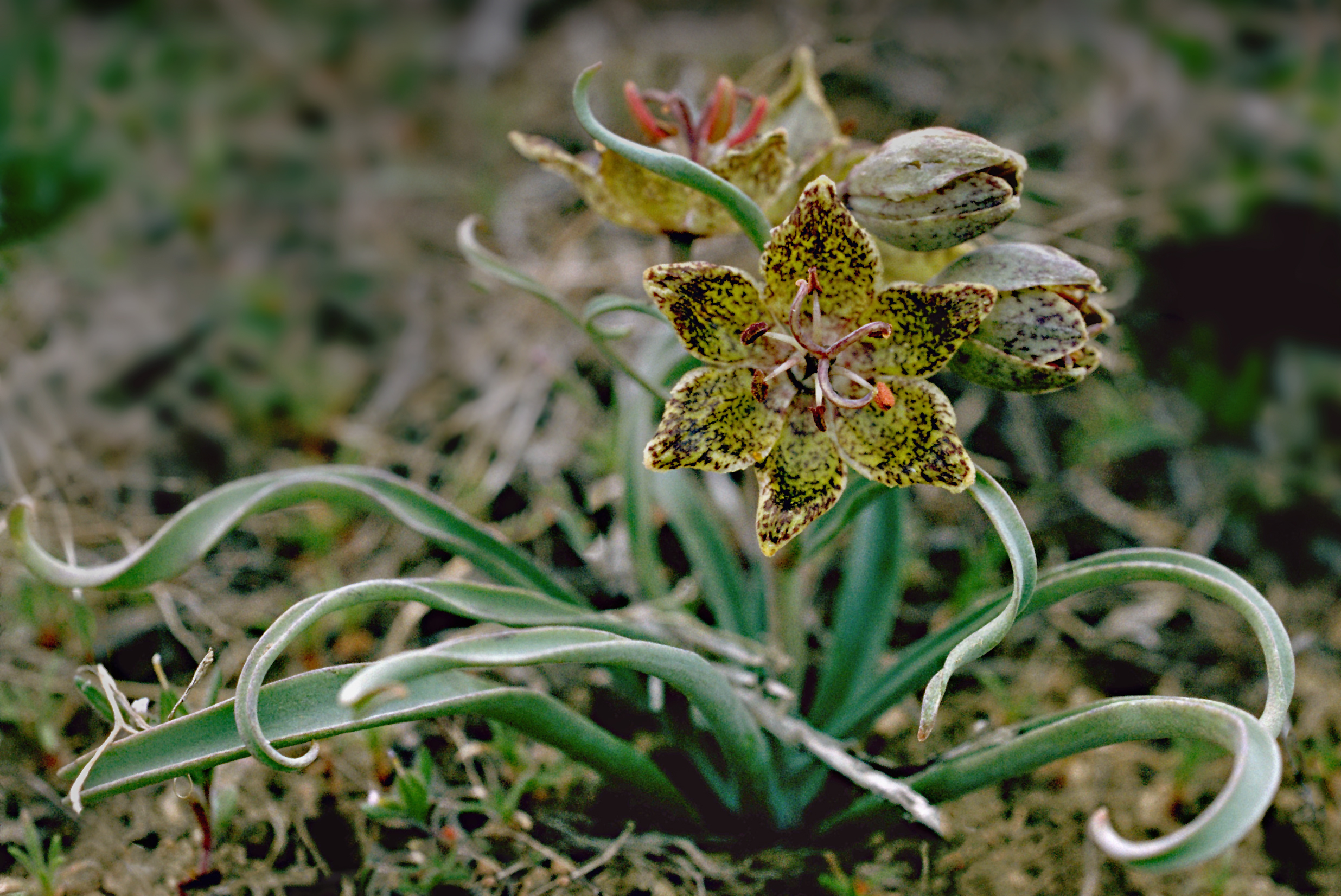 Fritillaria pinetorum (pinewoods fritillary) (31941669953)