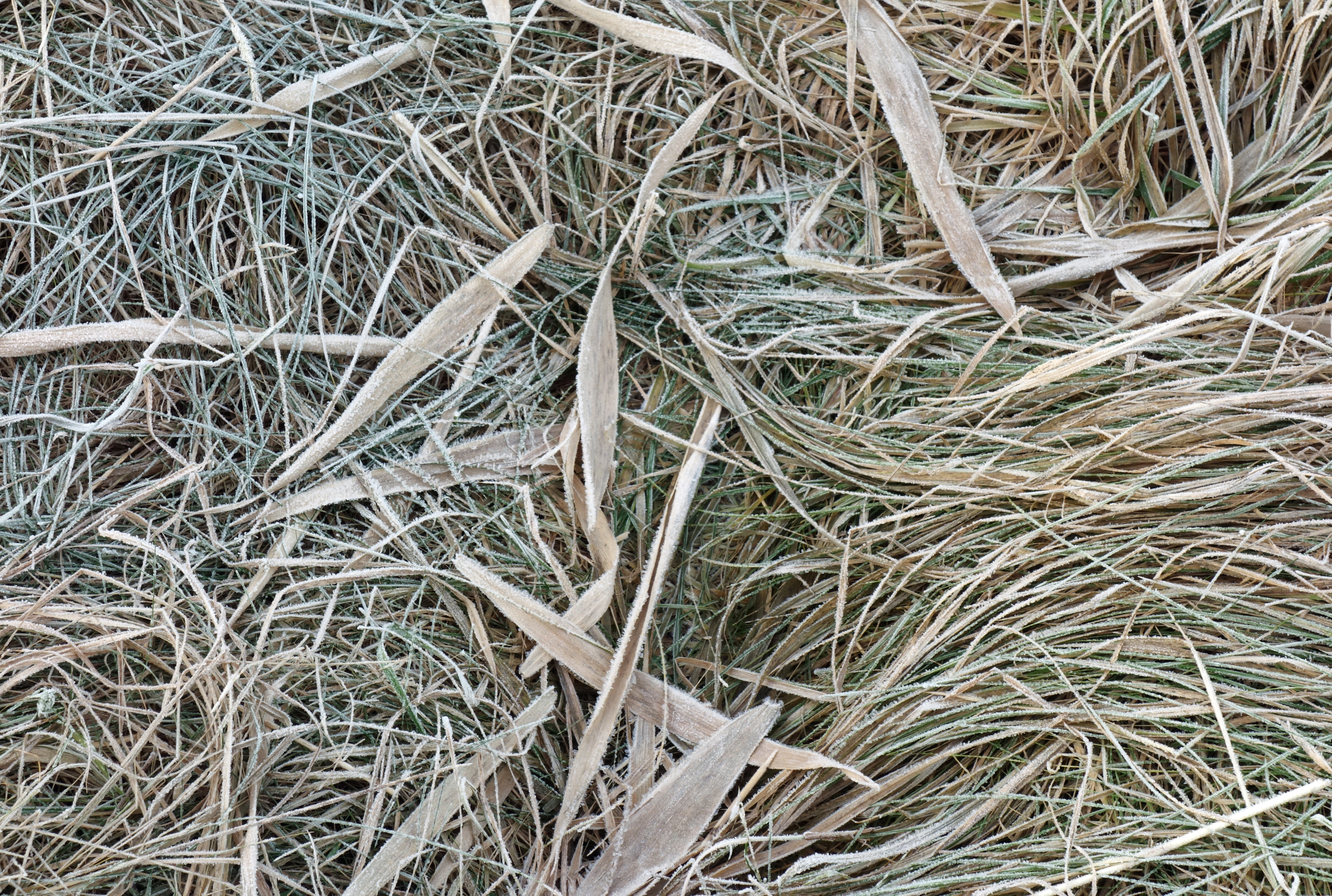 Frost on grass and reed leaves