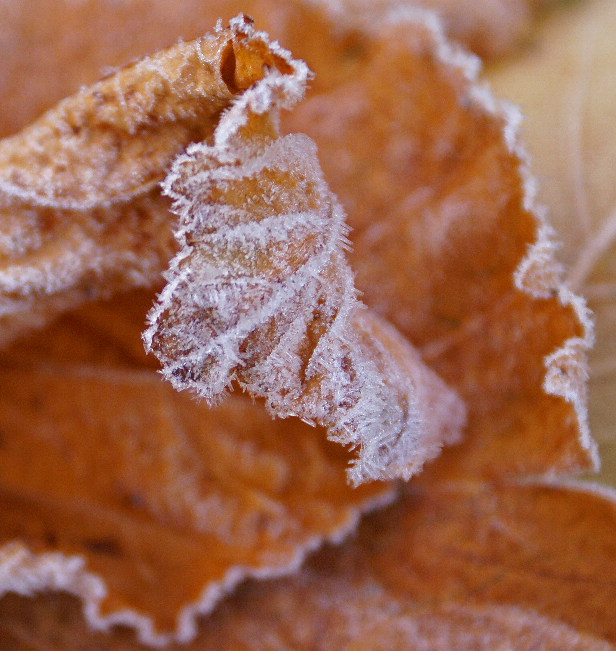 Frosted (2958438160)