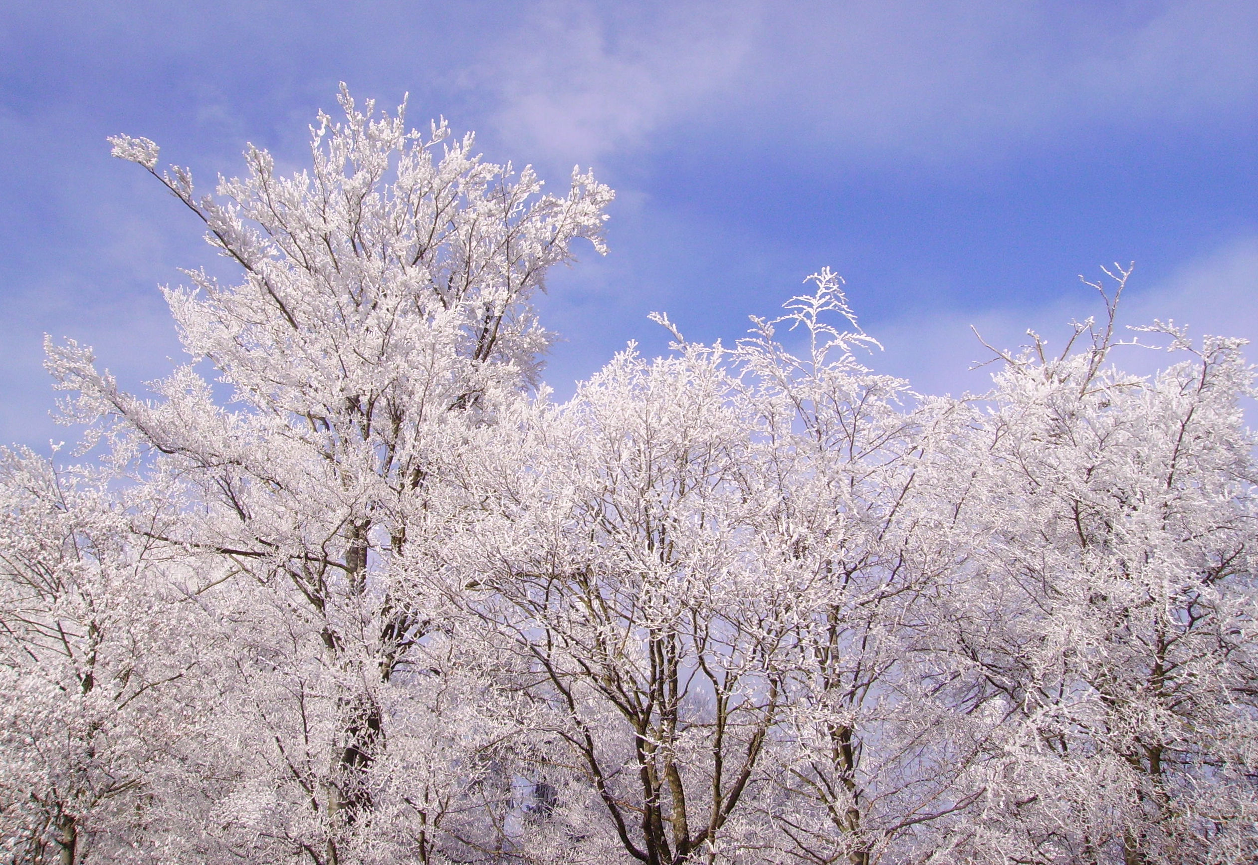 Frosted trees 02