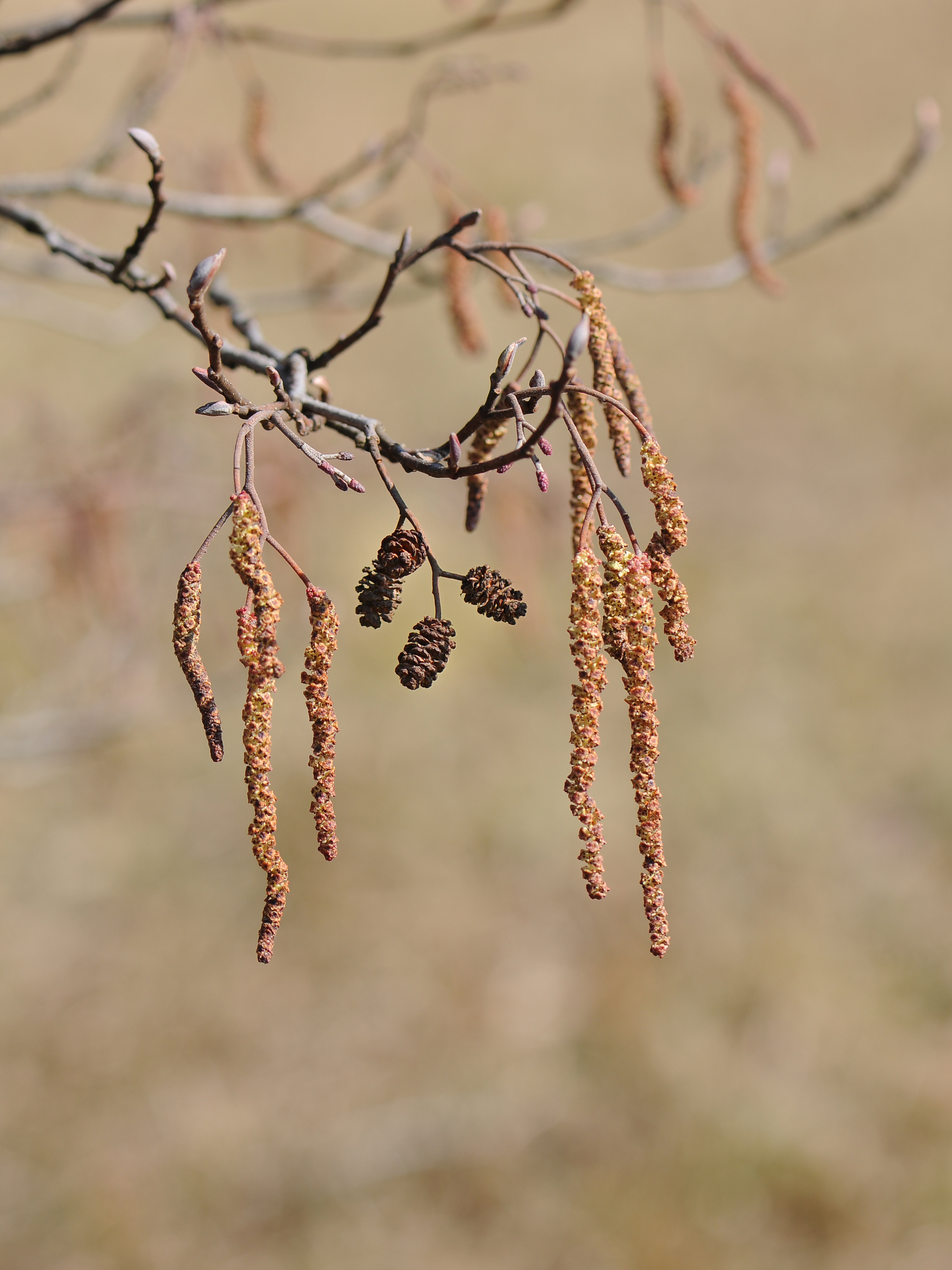 Fruchtstand der Schwarzerle, Alnus glutinosa 4