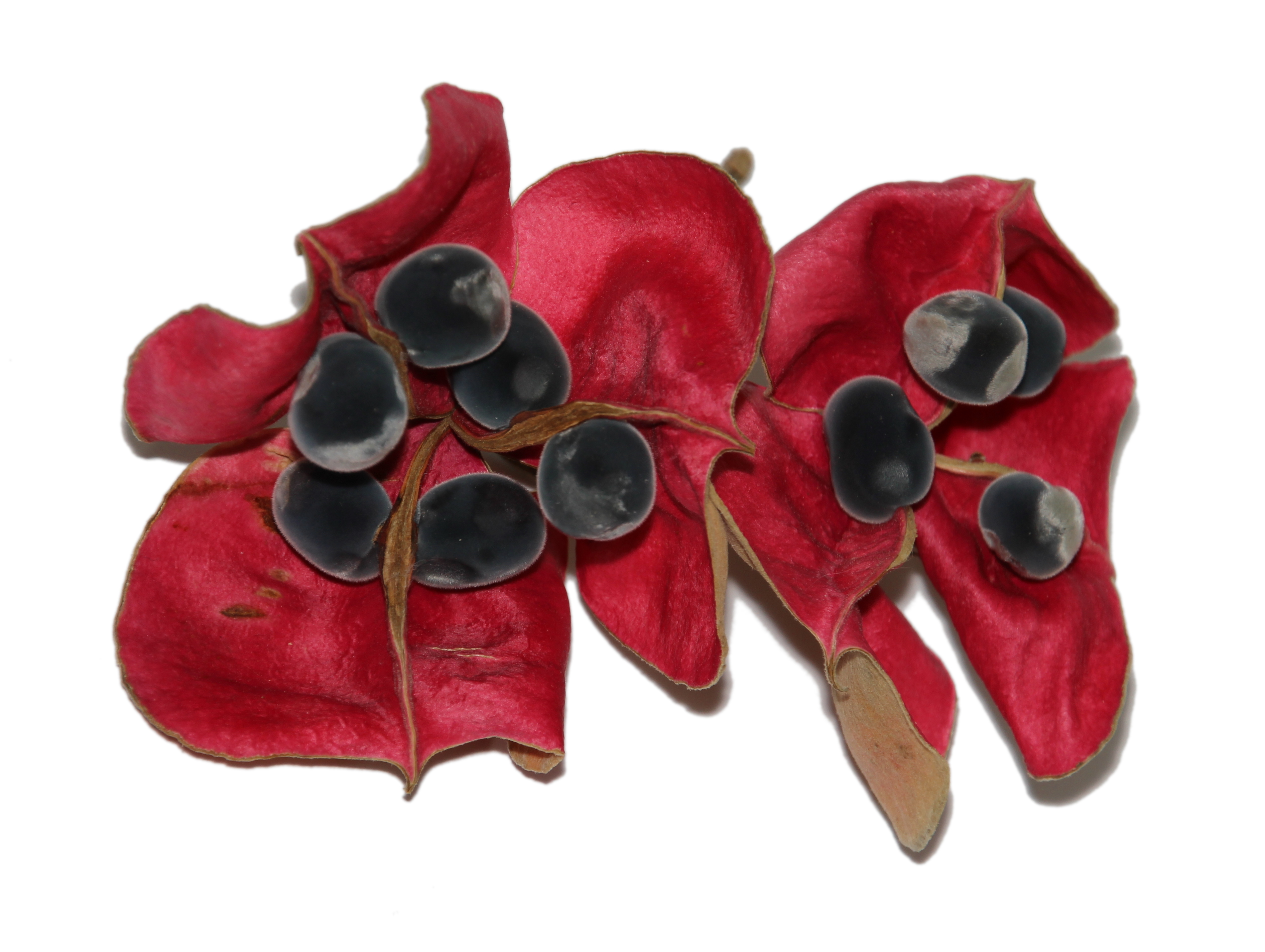Fruit ans seeds of Majidea zanquebarica