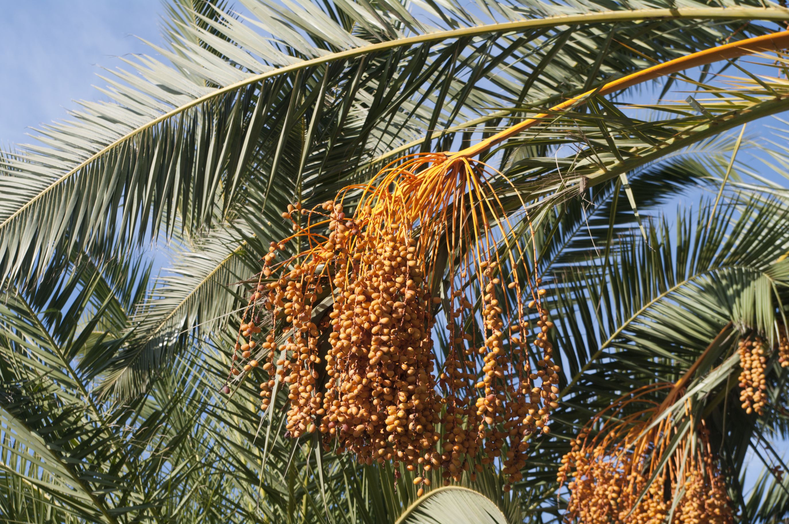 Fruits of date tree