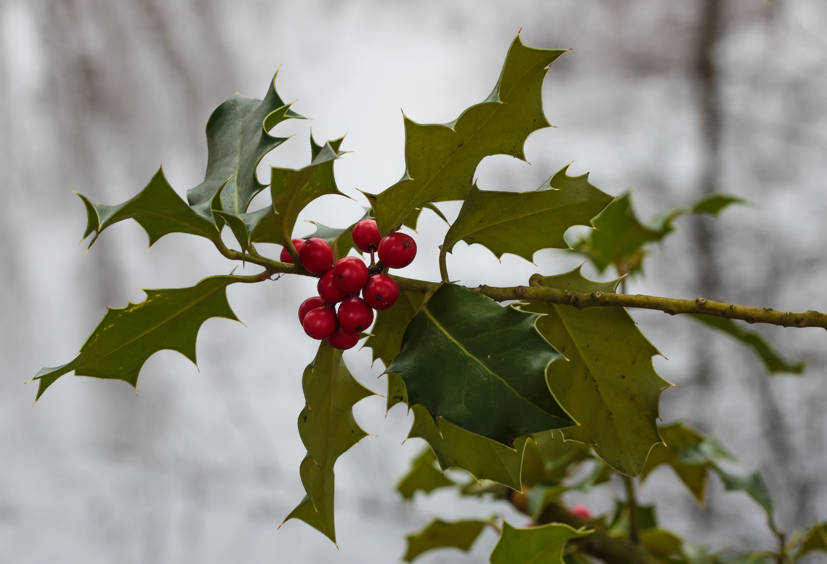 Fruits of holly (Ilex aquifolium). Locatie, Jonkersvallei
