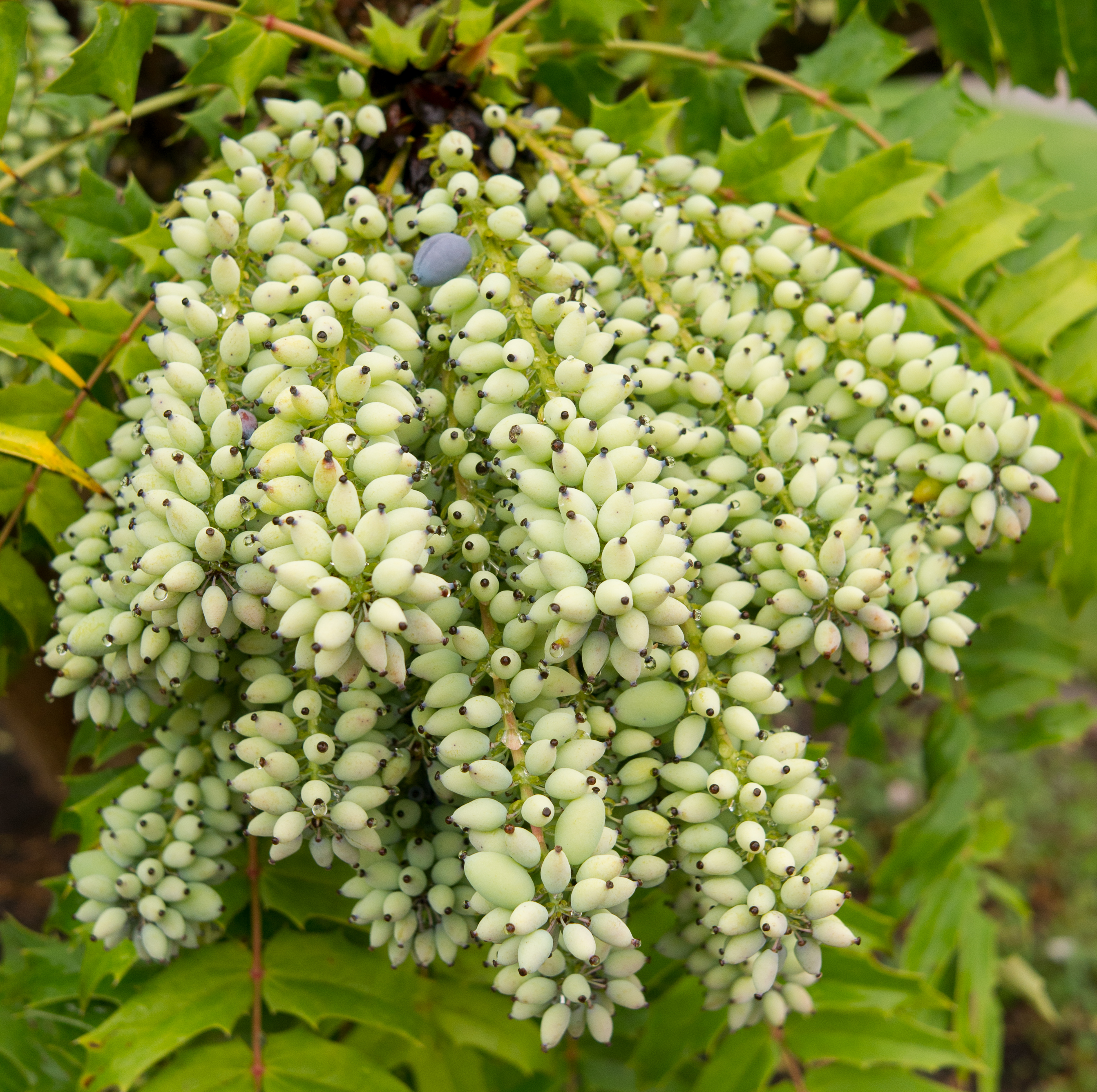 Fruits of Mahonia lomariifolia, Luther Burbank Home and Gardens