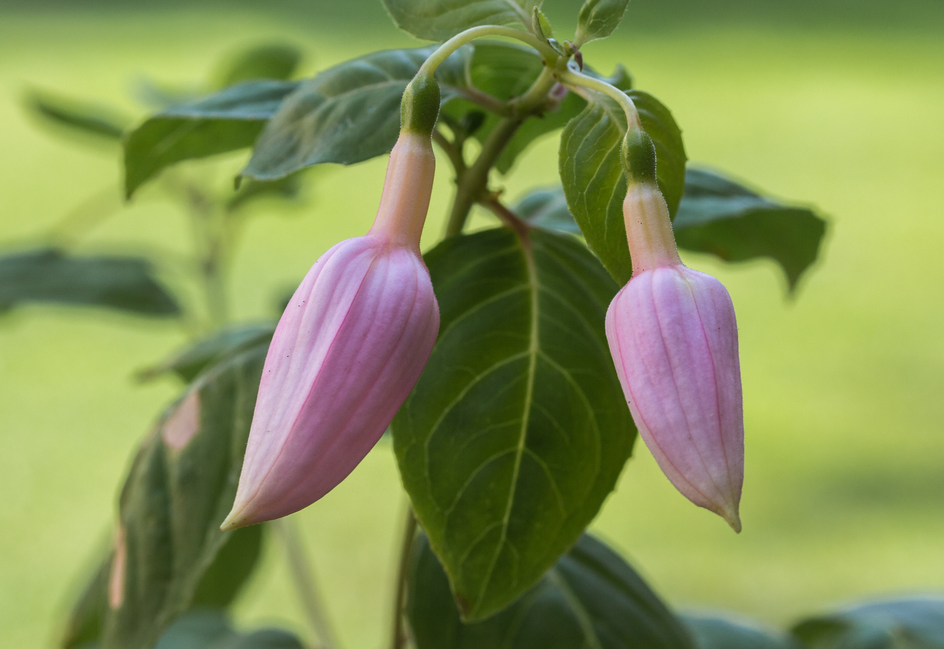 Fuchsia 'Acclamation'. (d.j.b.) 02