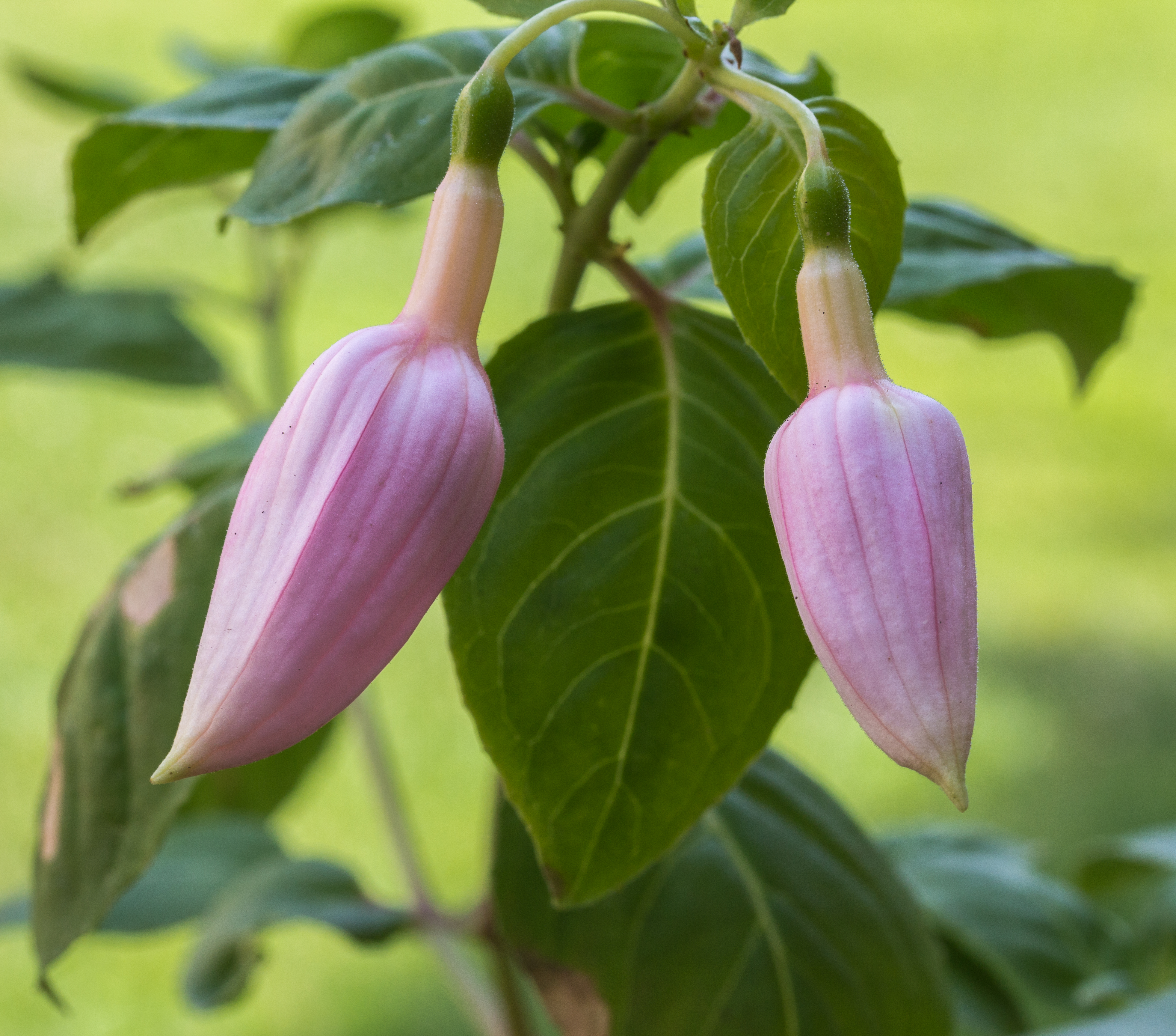 Fuchsia 'Acclamation'. (d.j.b.) 03