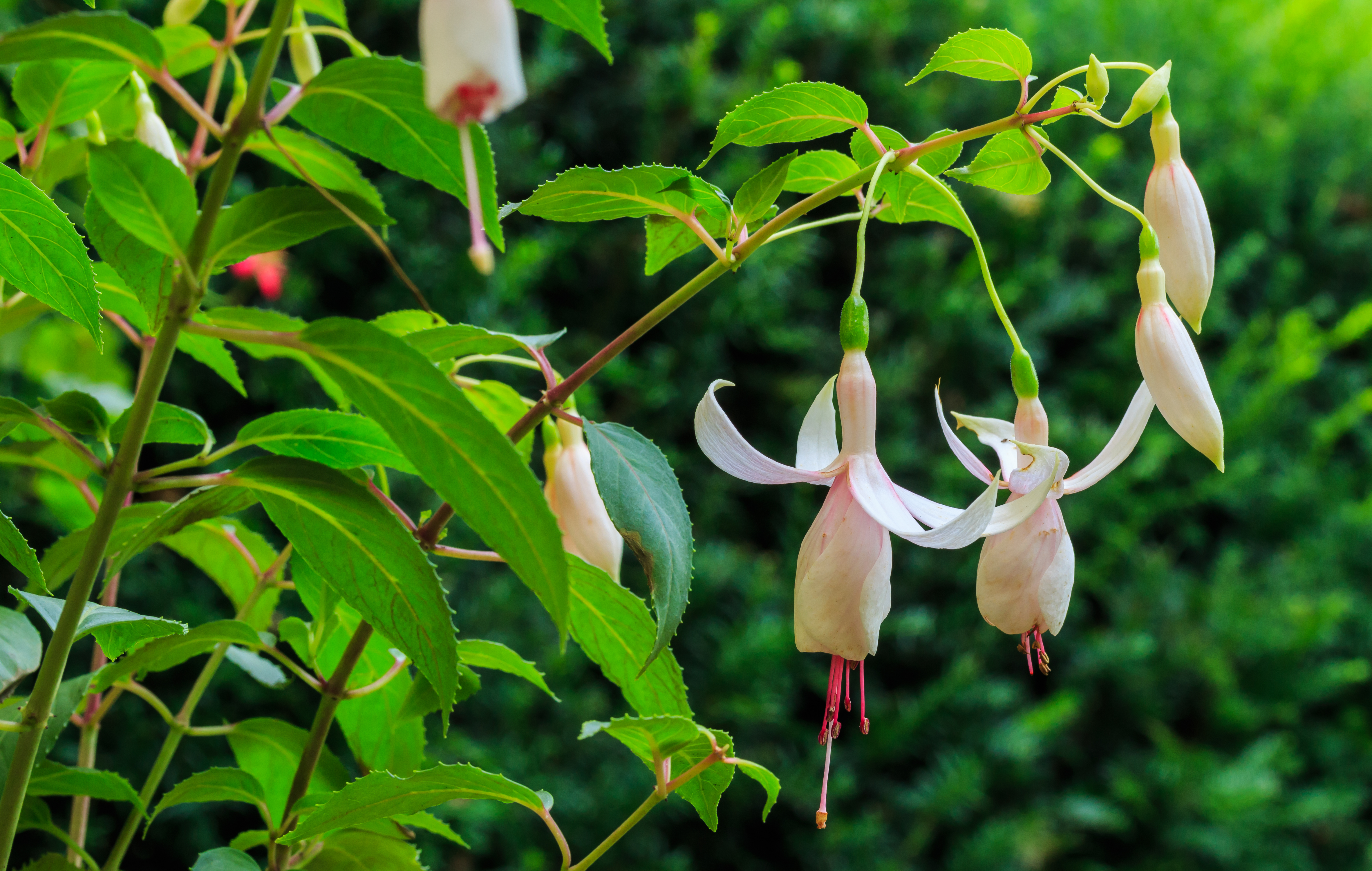 Fuchsia 'Aloys Hetterscheid' 01