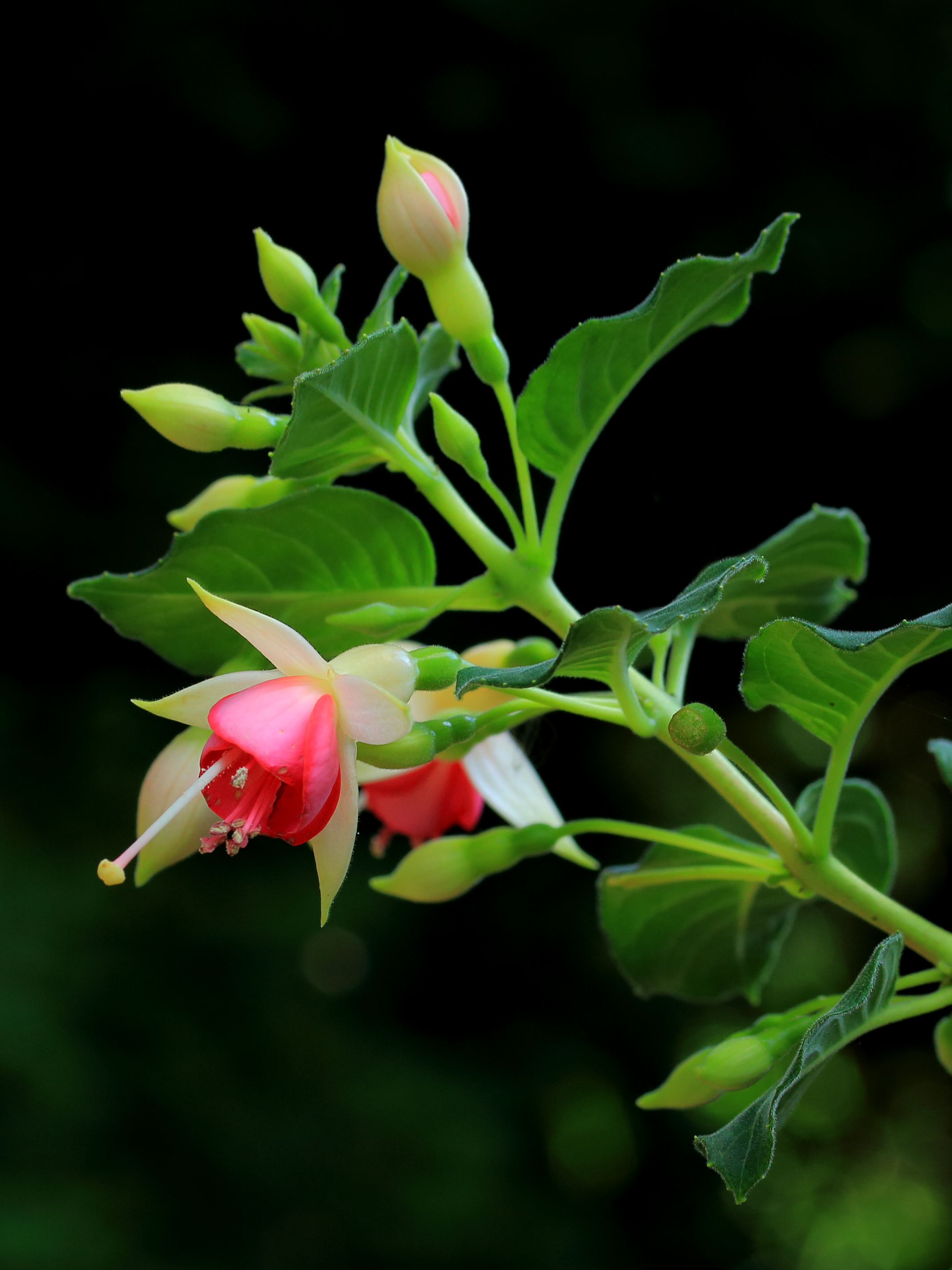Fuchsia 'Canny Boy'