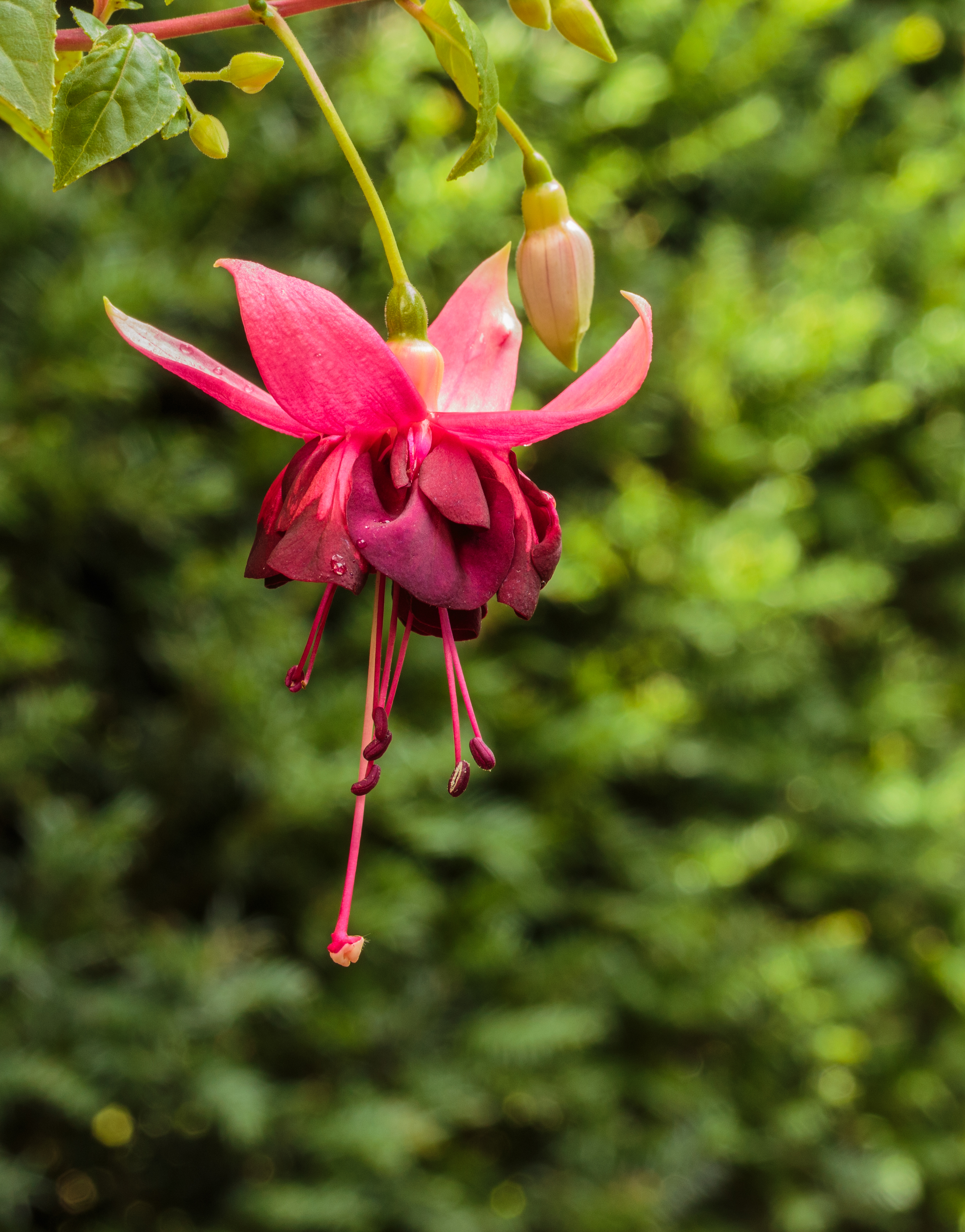 Fuchsia 'Charelke Dop' 02