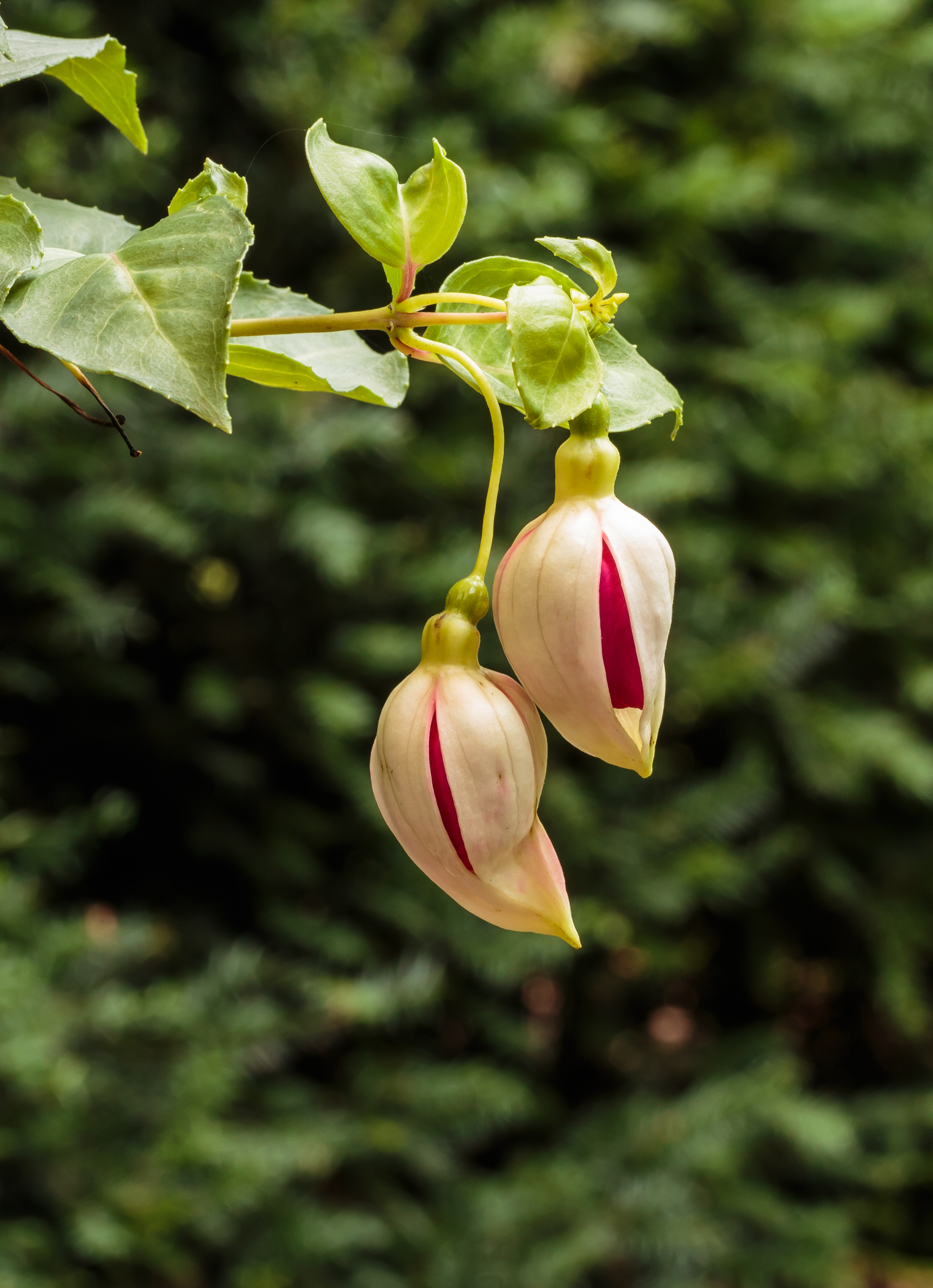 Fuchsia 'Seventh Heaven' 02