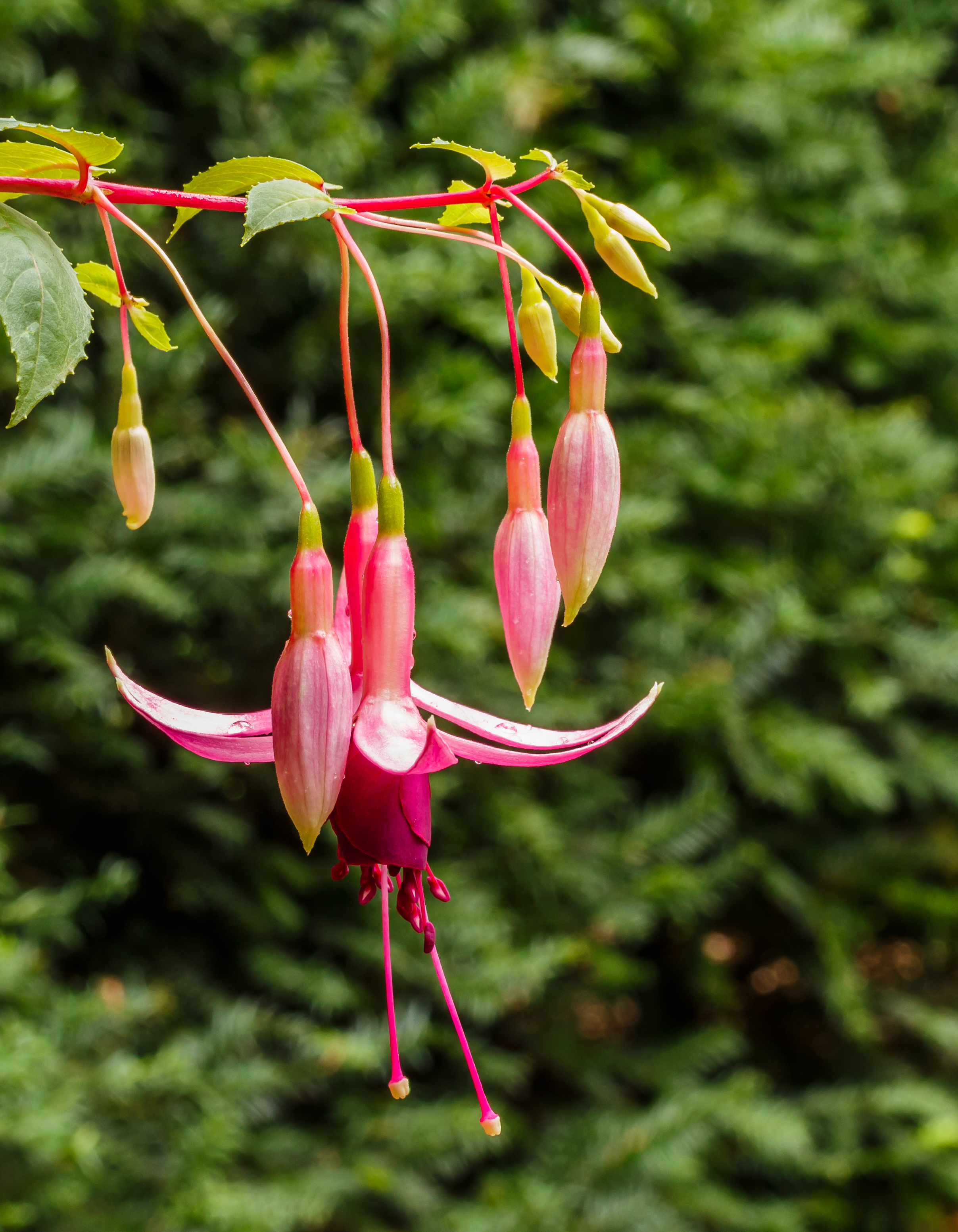 Fuchsia ‘Bea Wolfswinkel’ 03