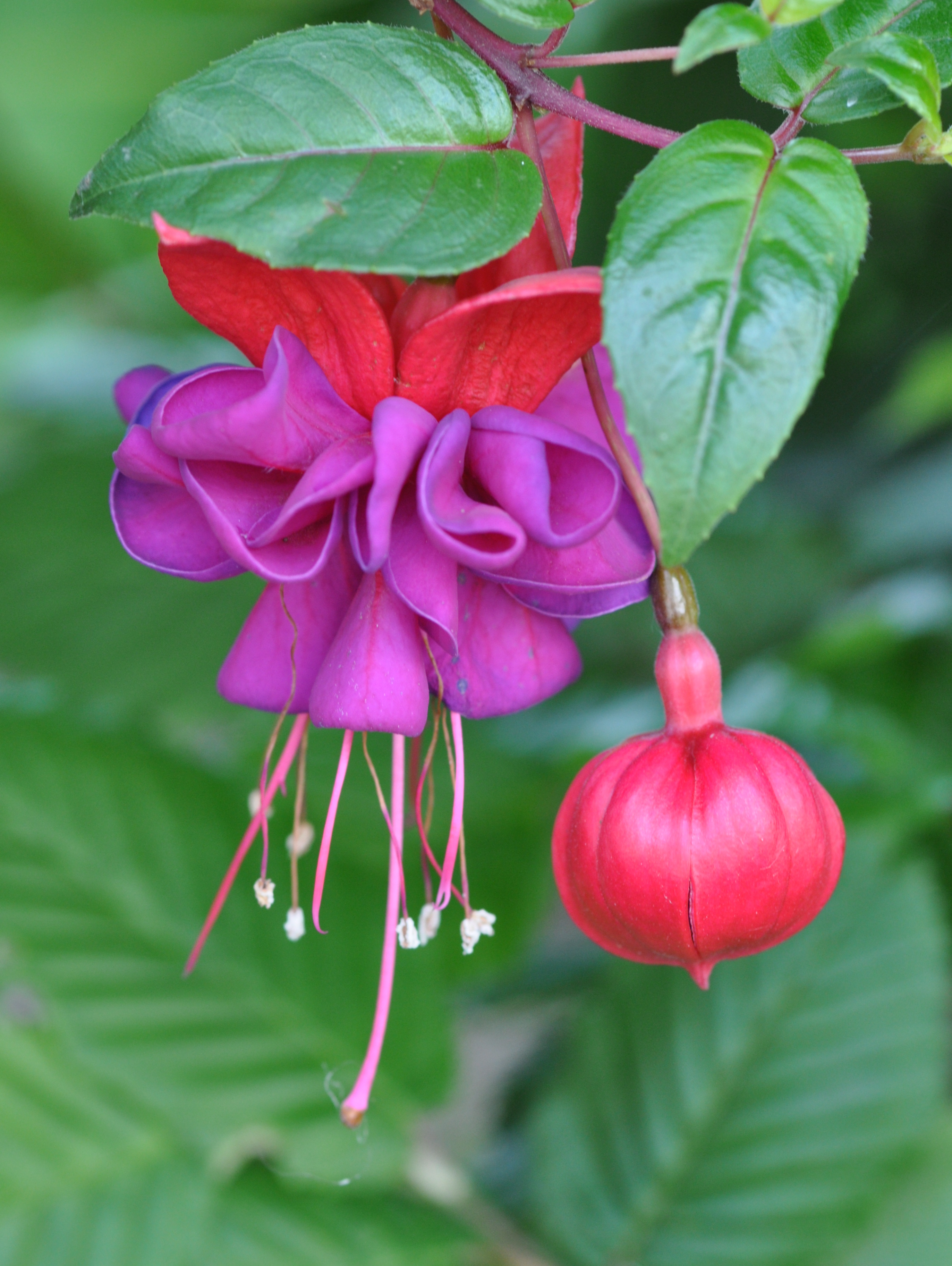 Fuchsia qtl1