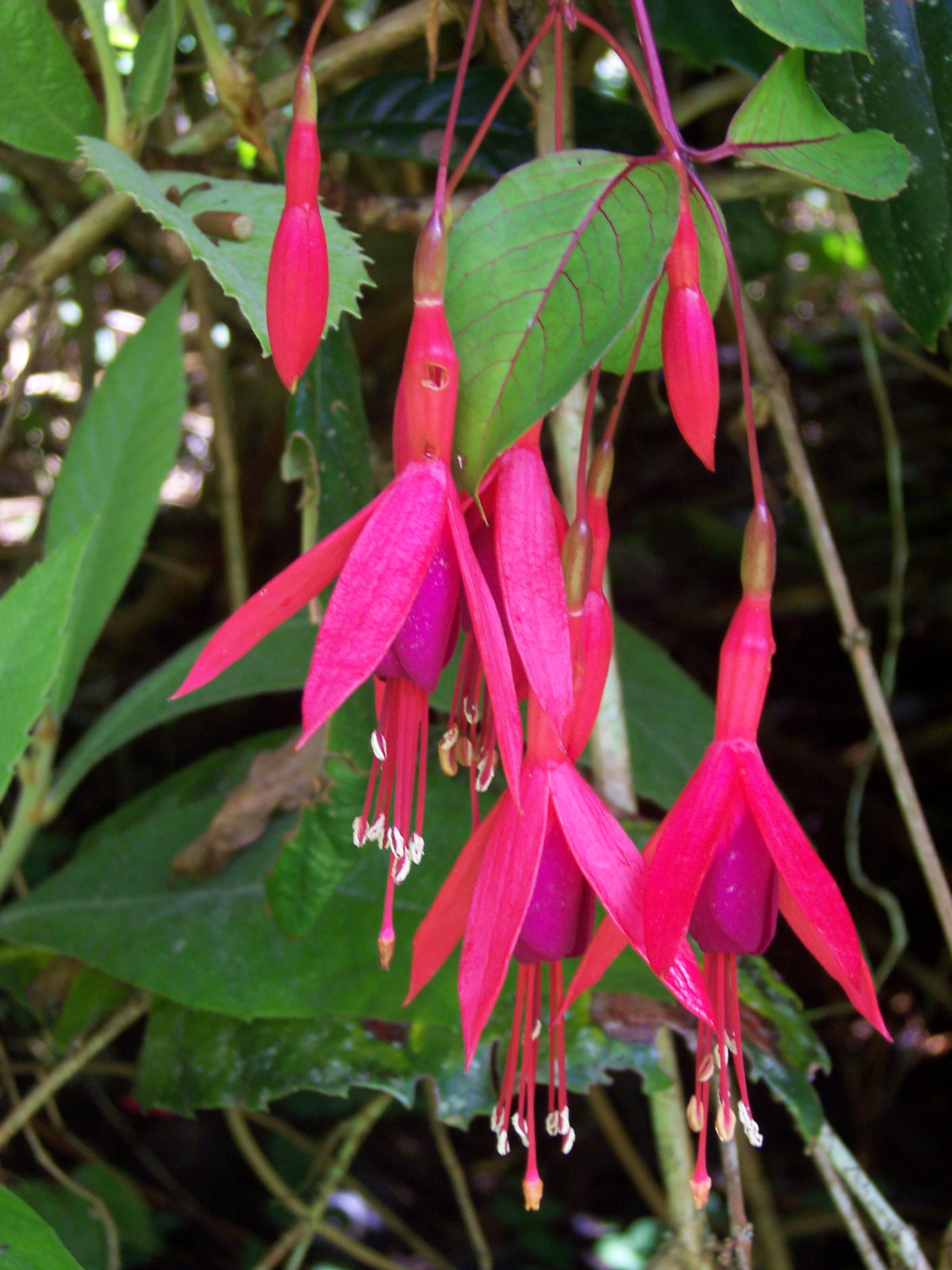 FuchsiaMagellanica