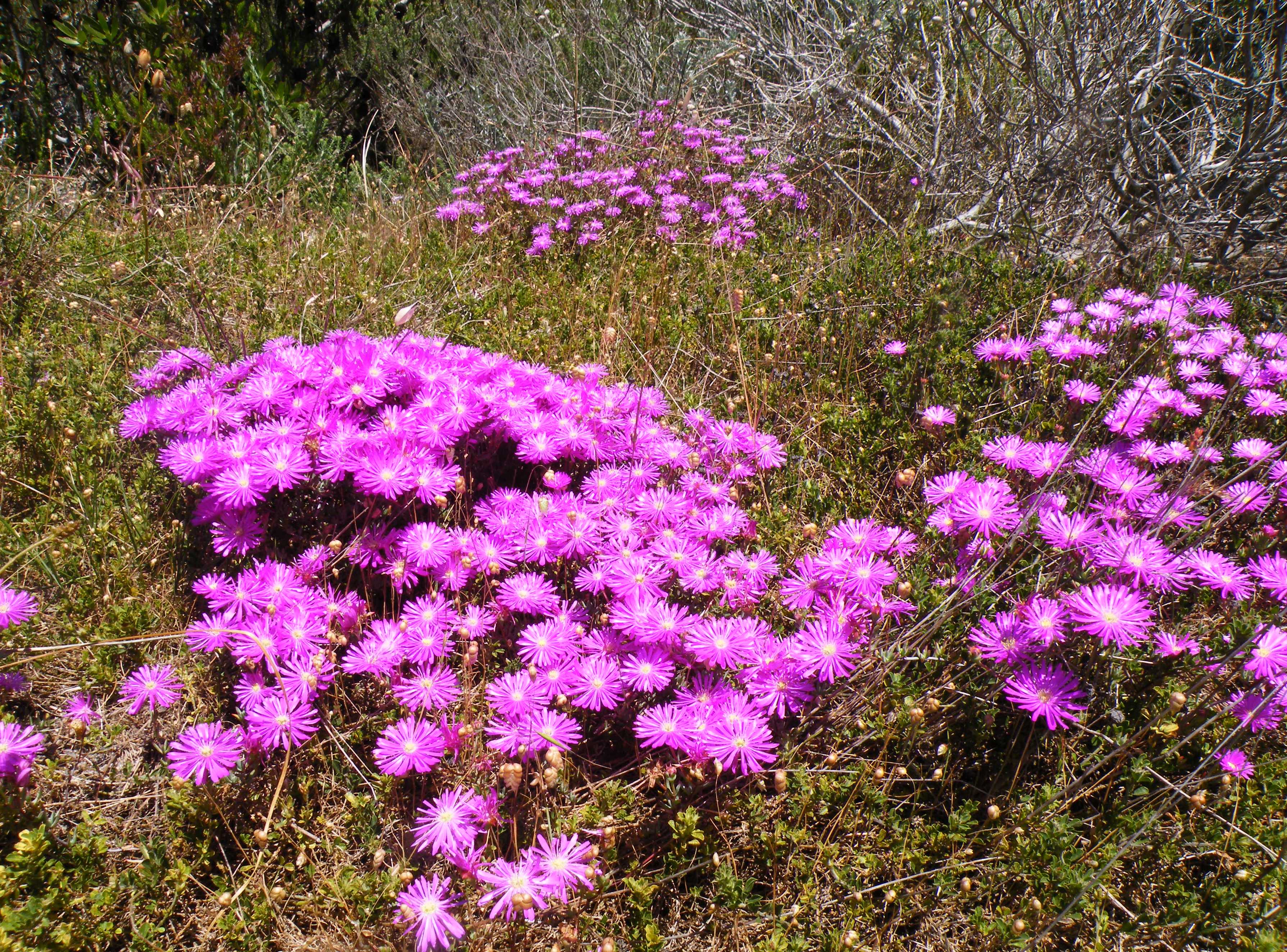 Fynbos - Slanghoek Western Cape SA