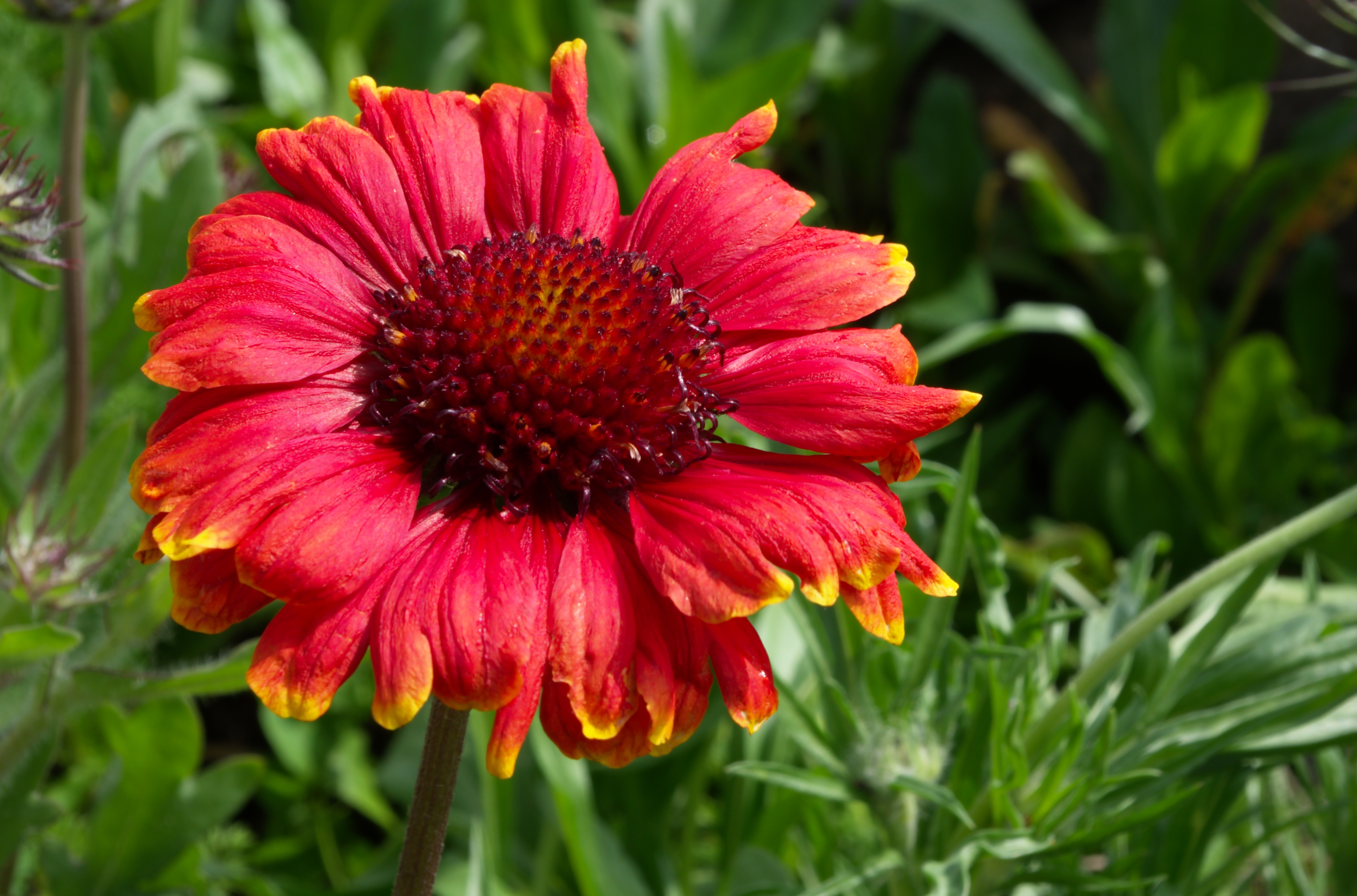 Gaillarde b FR 2012
