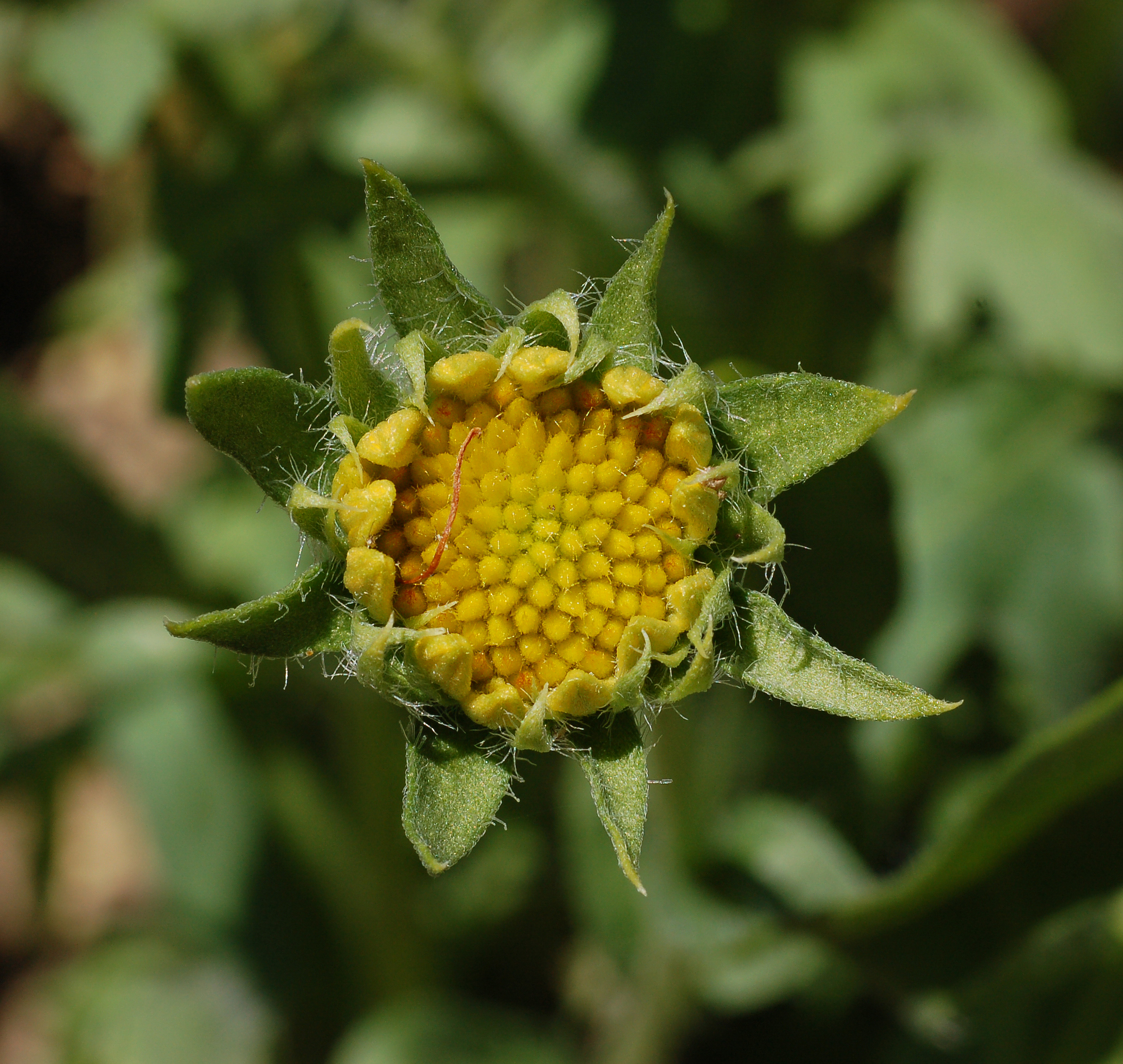 Gaillardia 'Oranges and Lemons' Opening