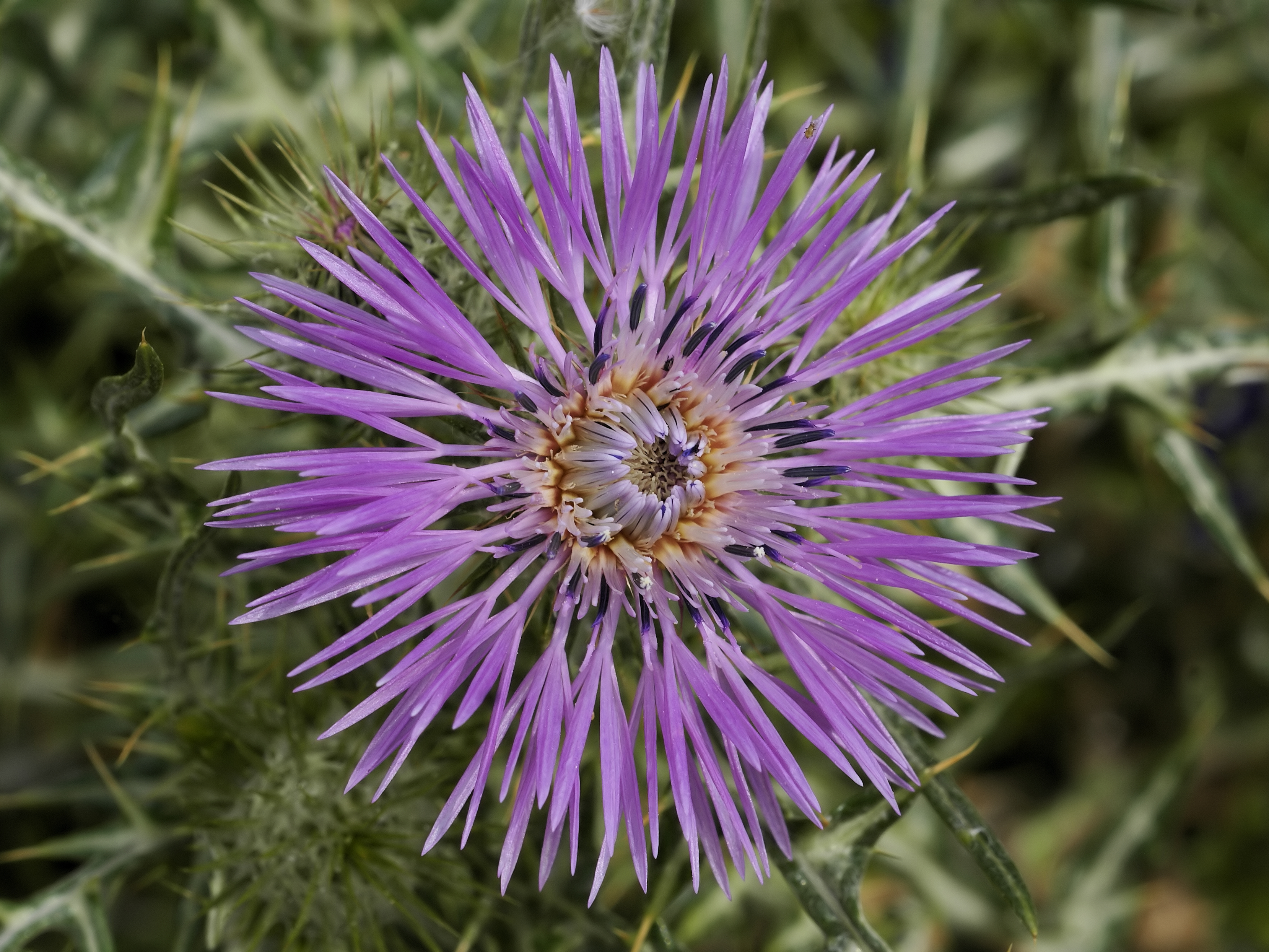 Galactites elegans