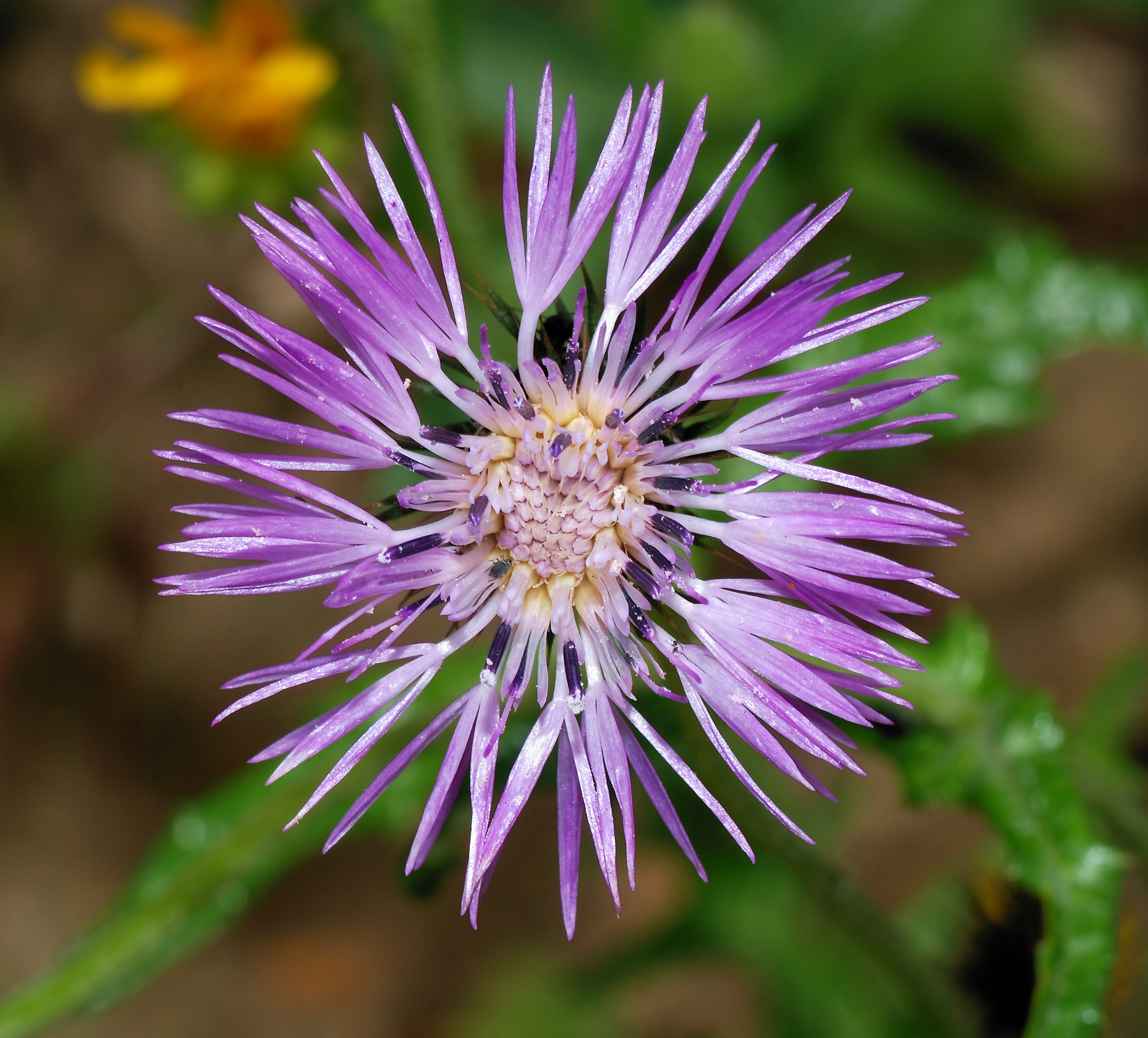 Galactites January 2008-3