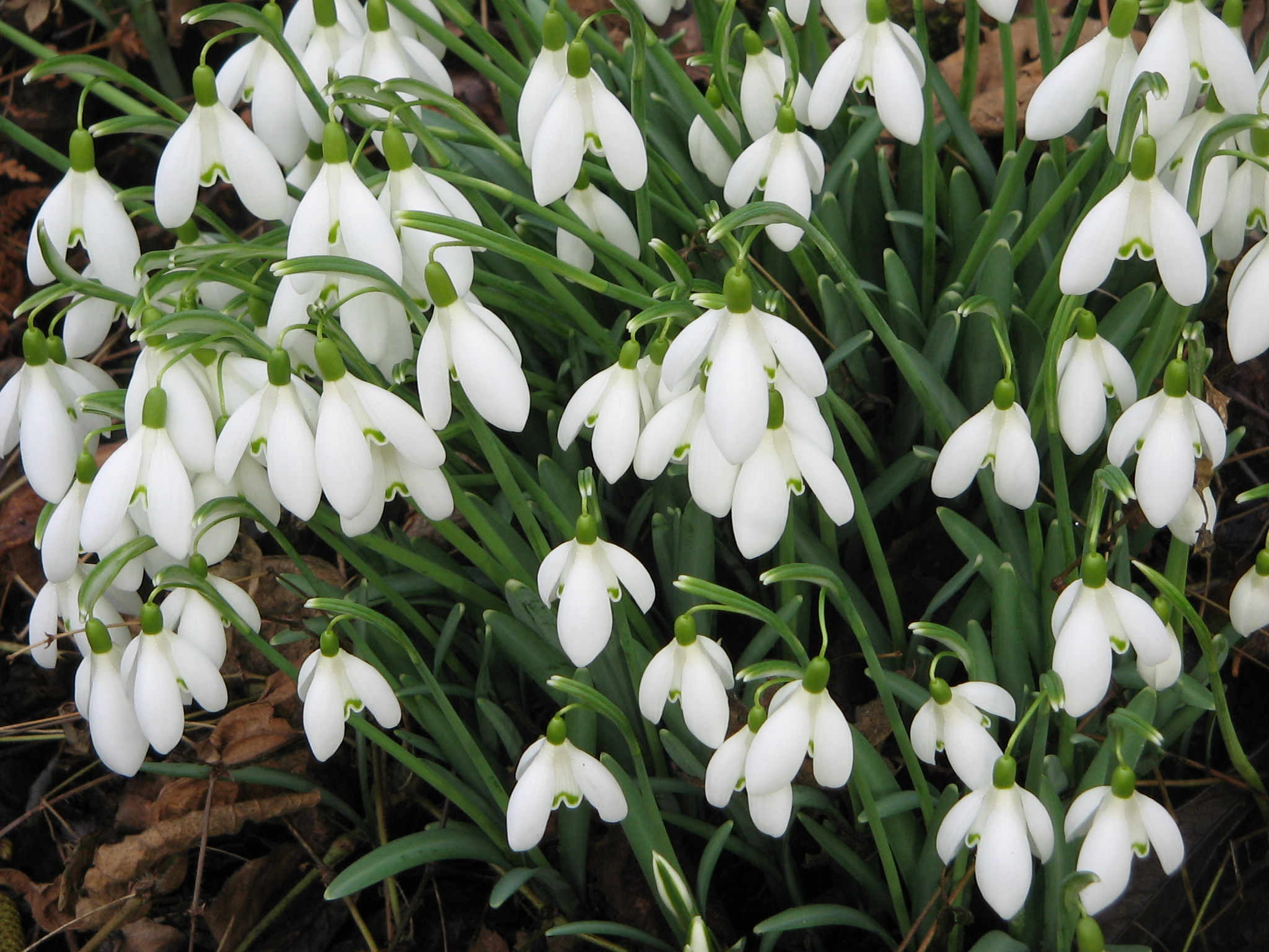 Galanthus nivalis002