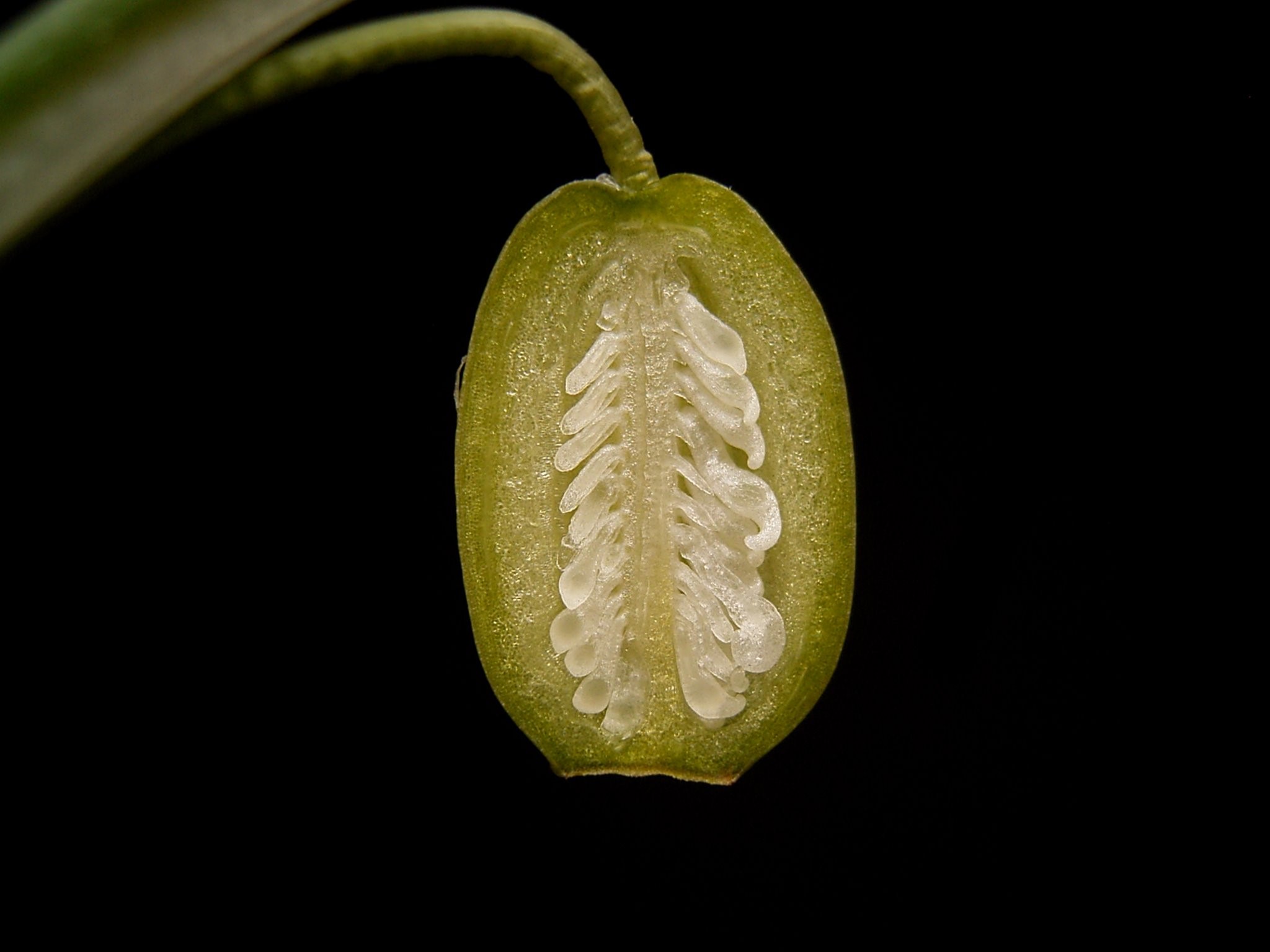 Galanthus nivalis 01 ies