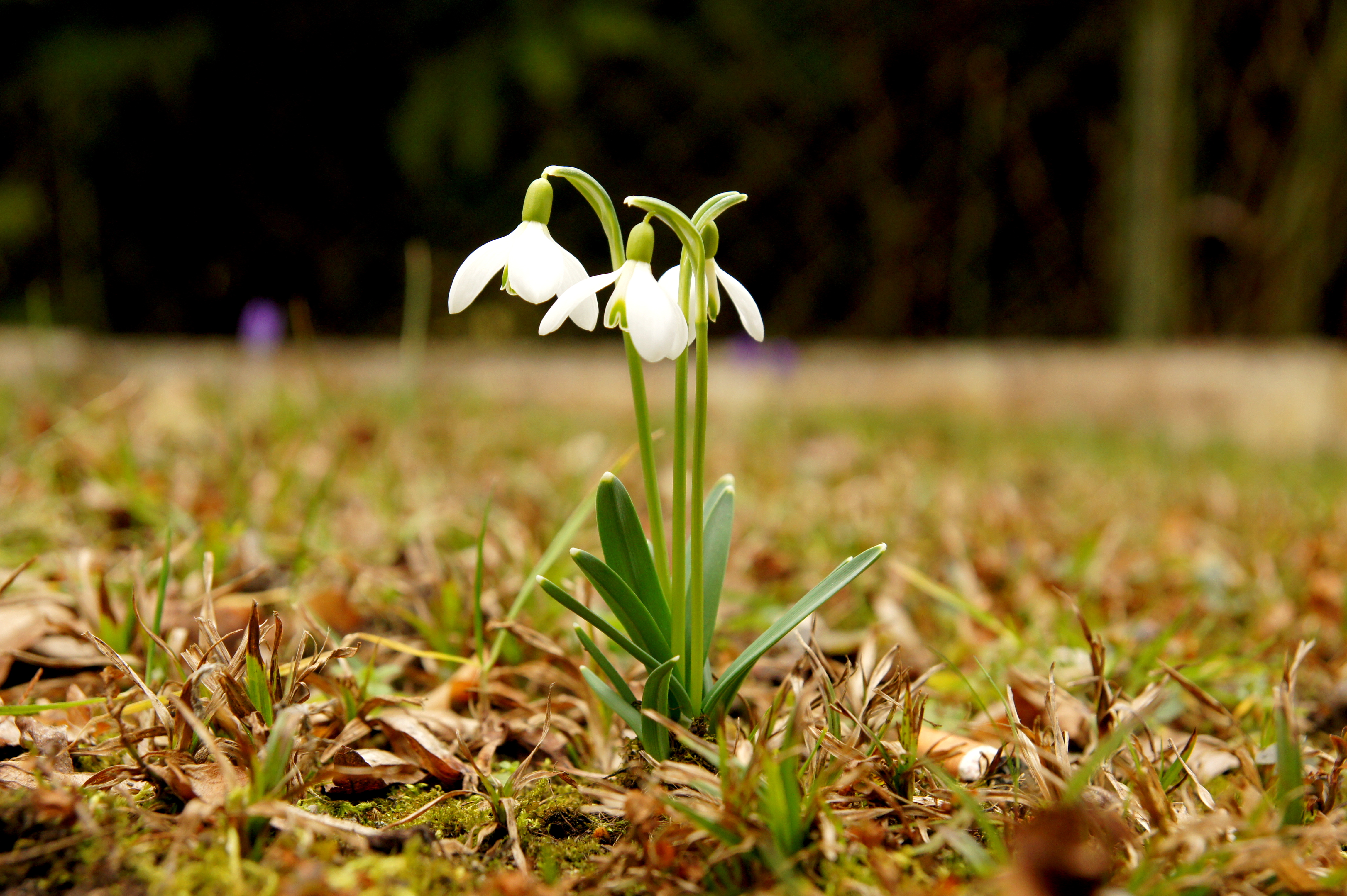 Galanthus nivalis 2010-03 München