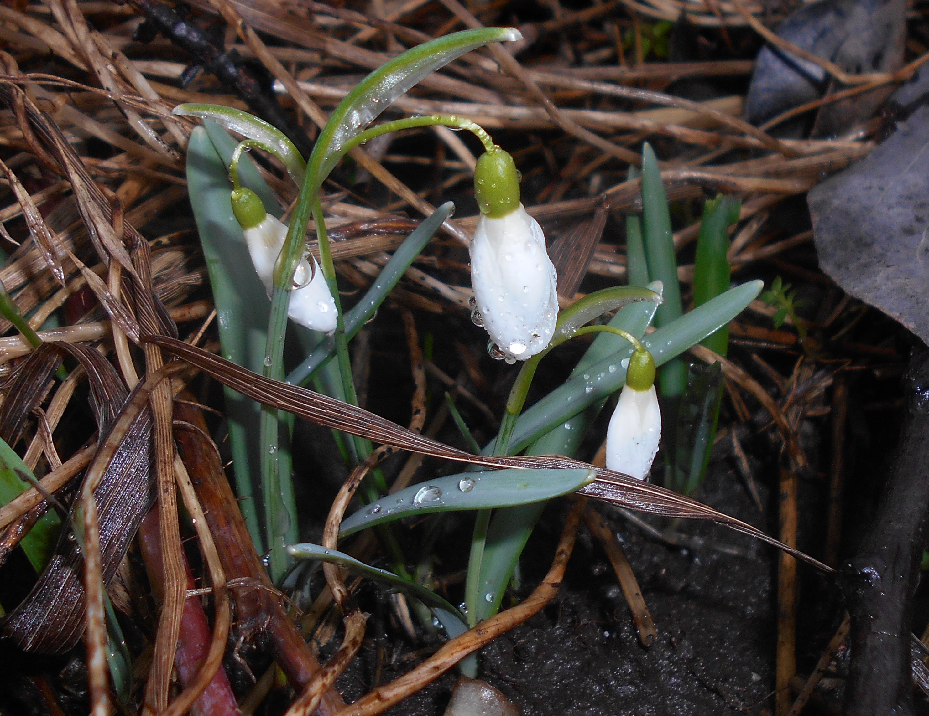 Galanthus nivalis 2016-03-08 6425