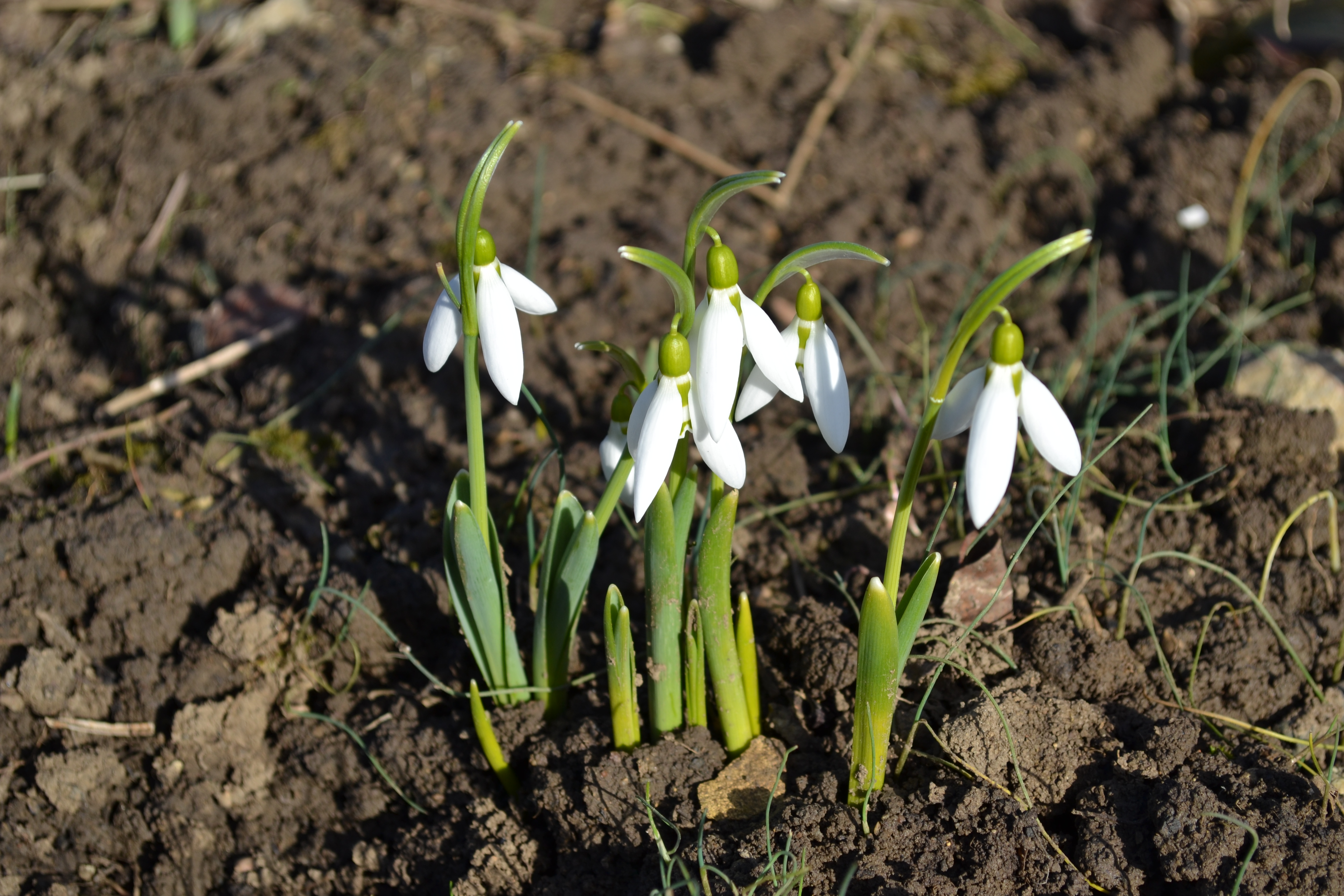 Galanthus nivalis - Snežienky jarné