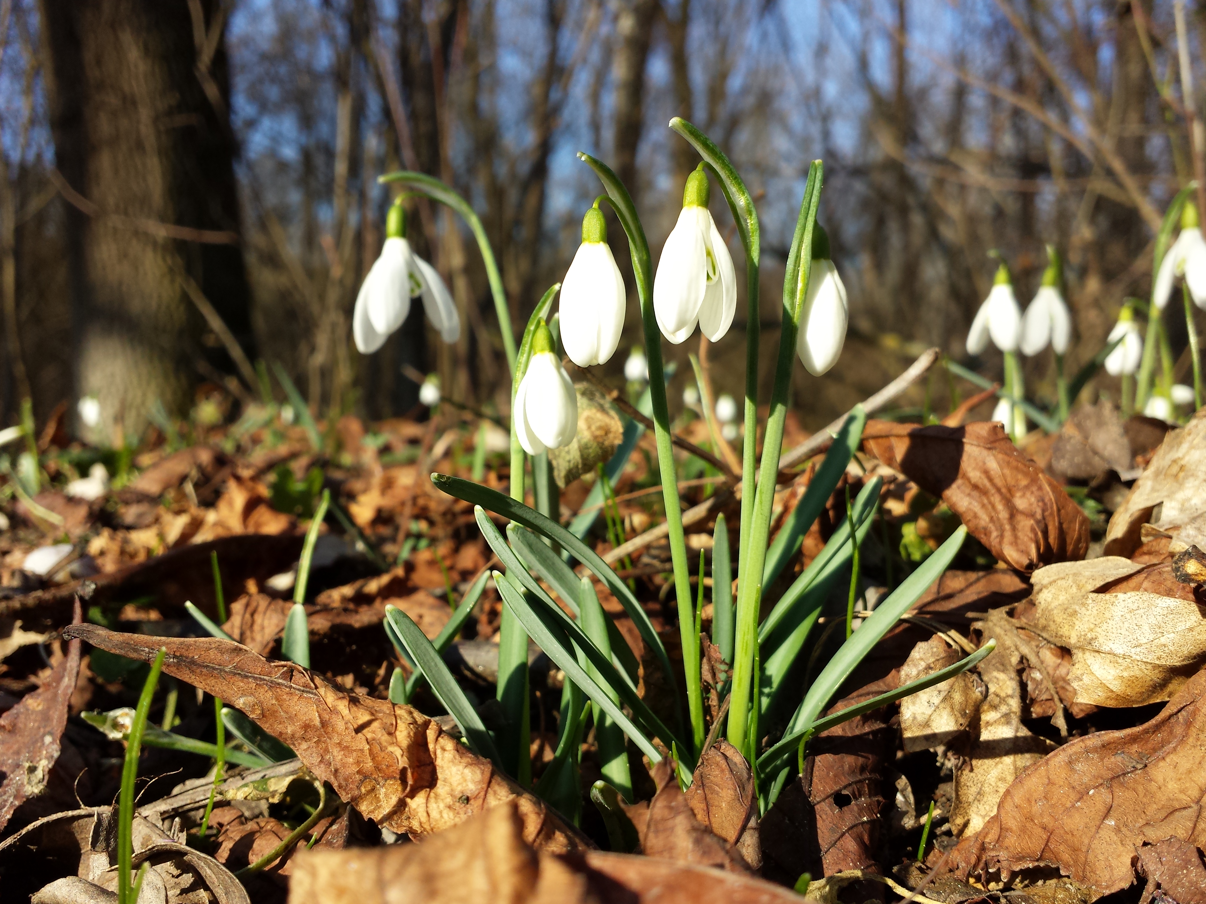 Galanthus nivalis sl2