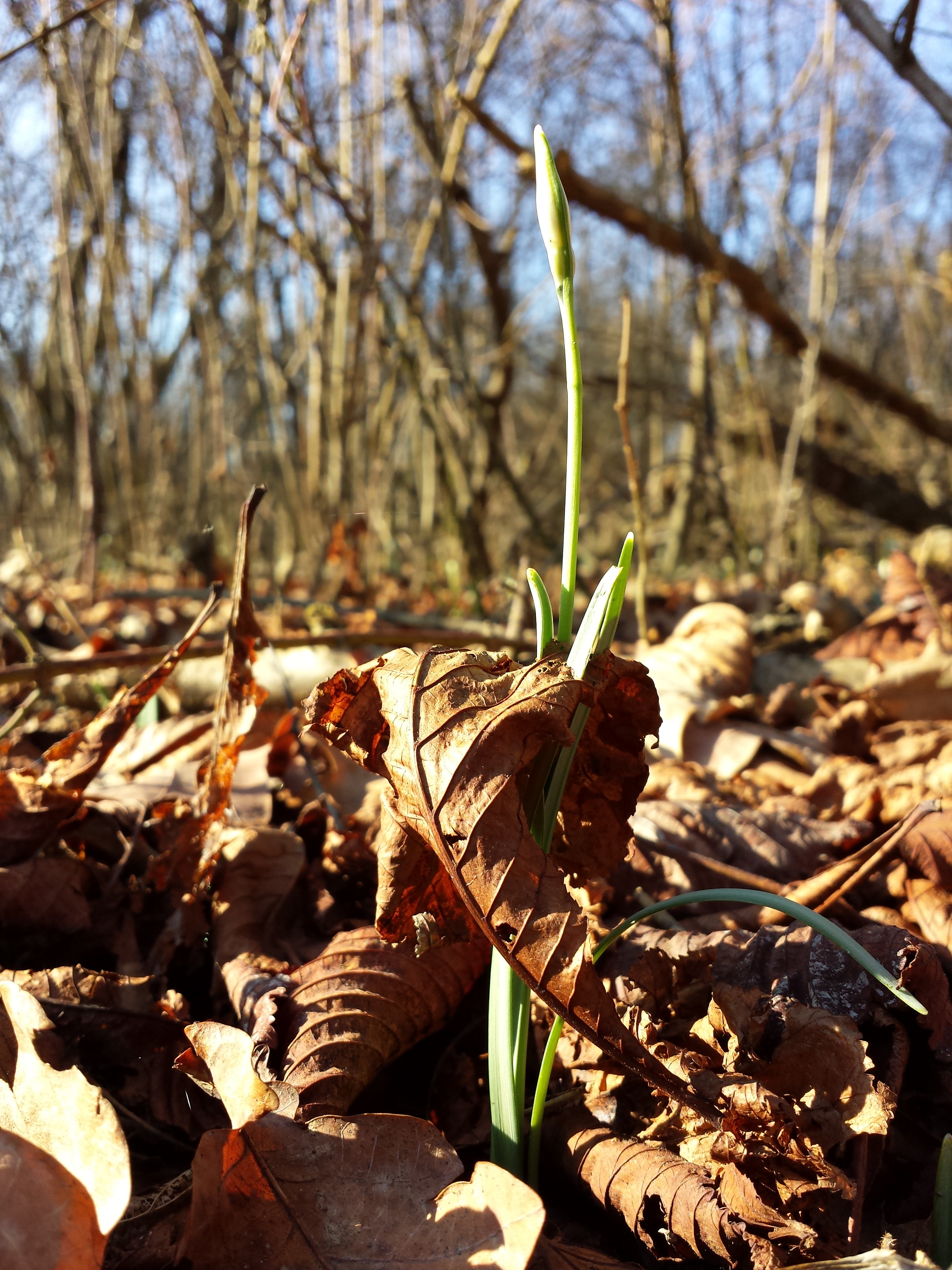 Galanthus nivalis sl3
