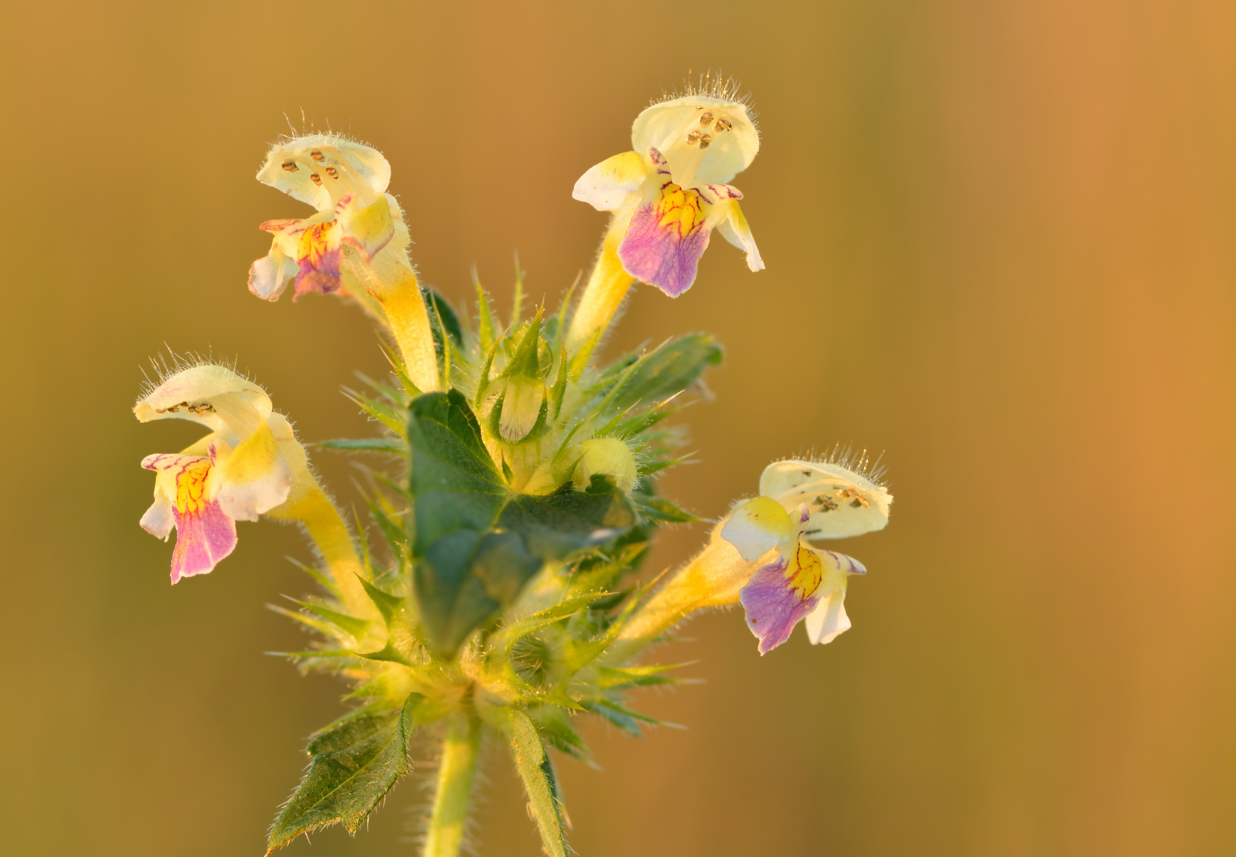 Galeopsis speciosa - kirju kõrvik Keilas