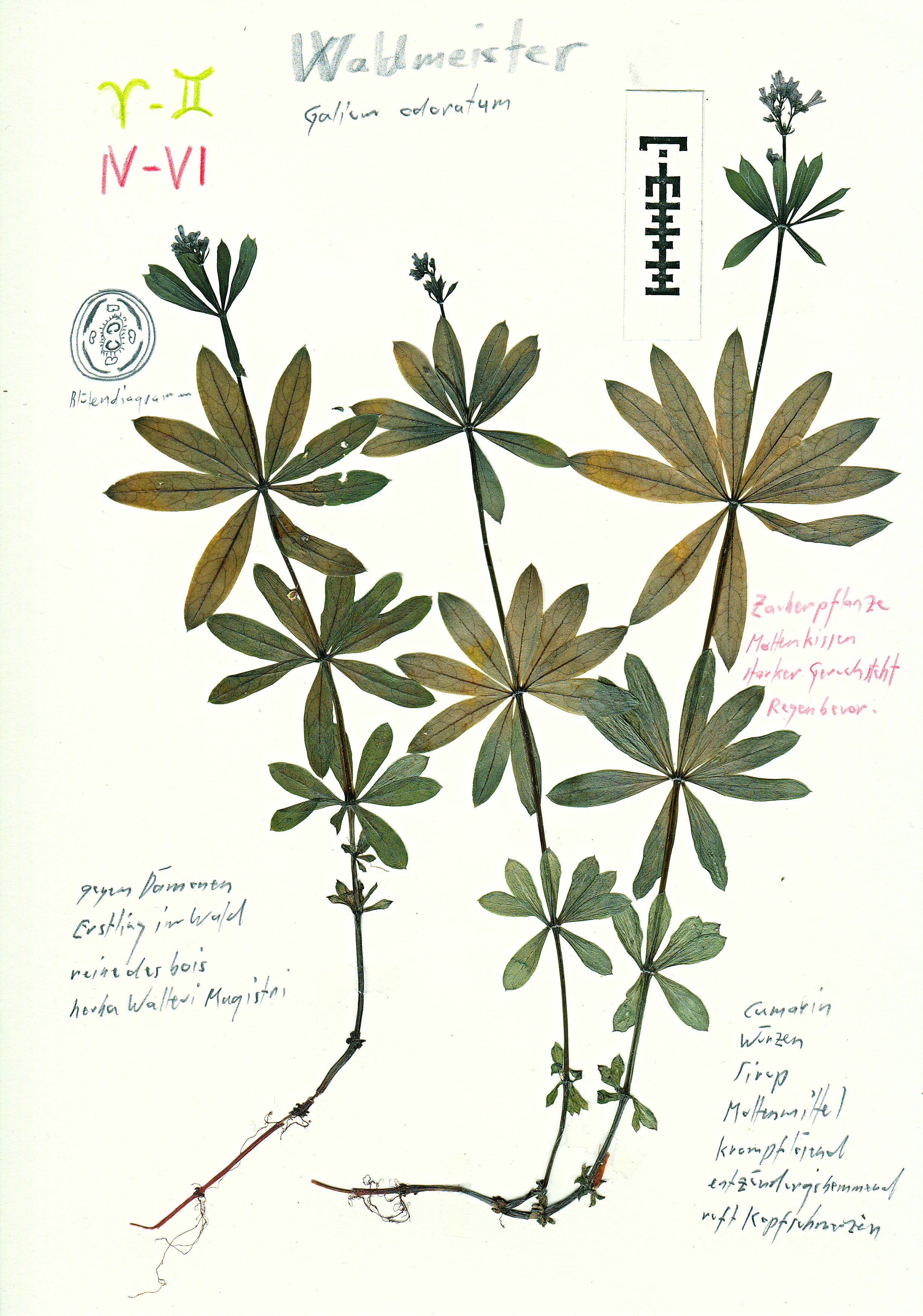 Galium nach fabris