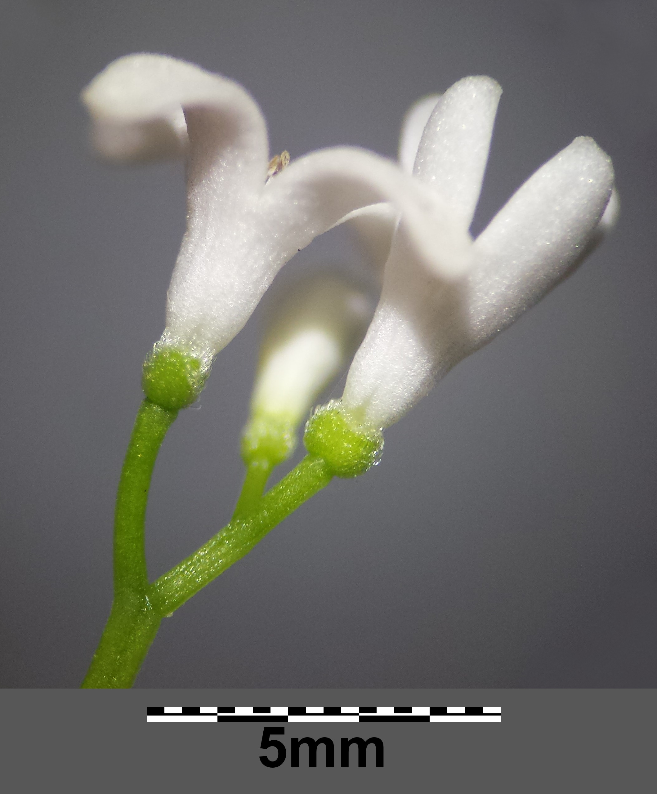 Galium odoratum sl8