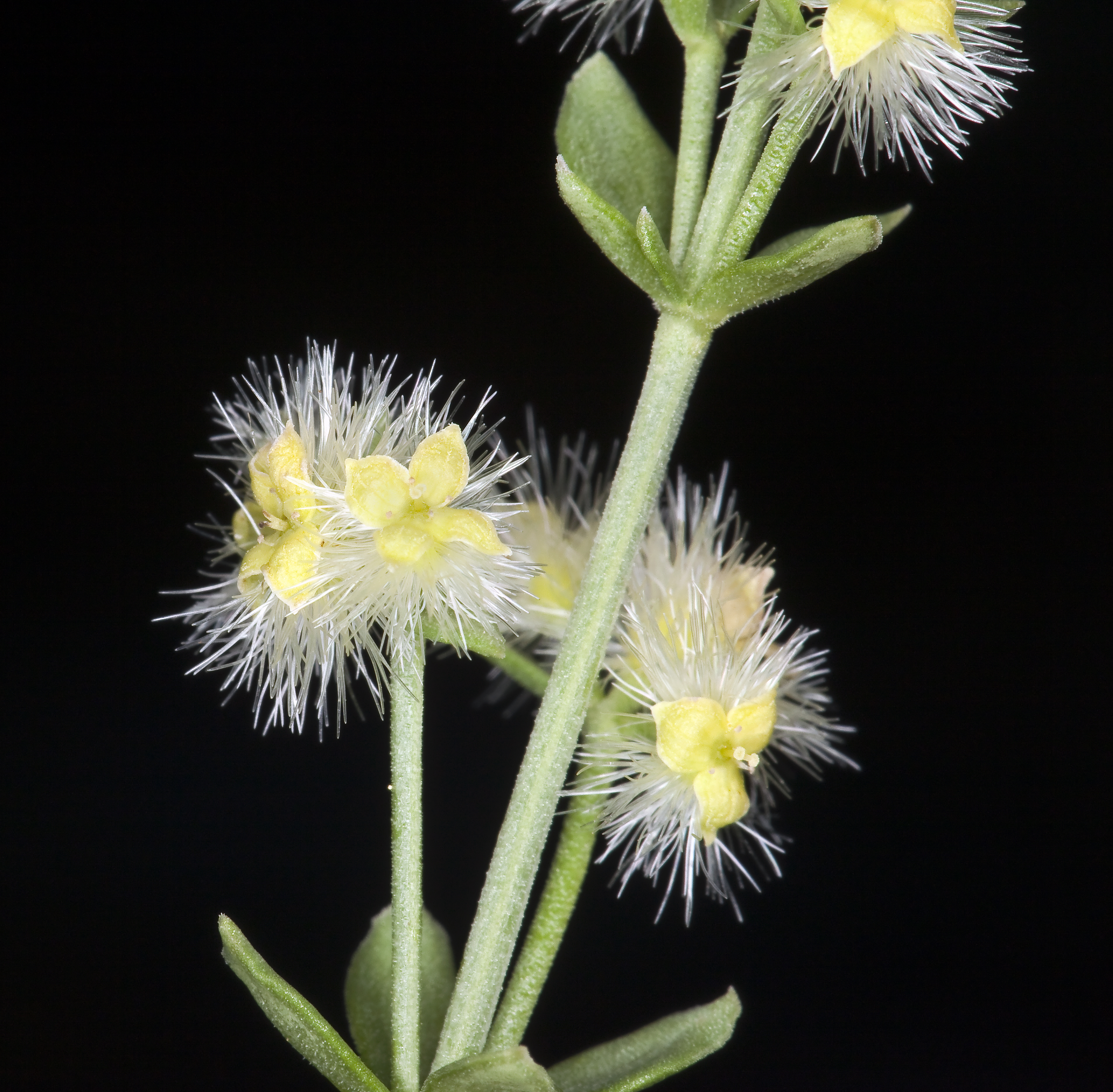 Galium serpenticum (Intermountain bedstraw) (6009702828)