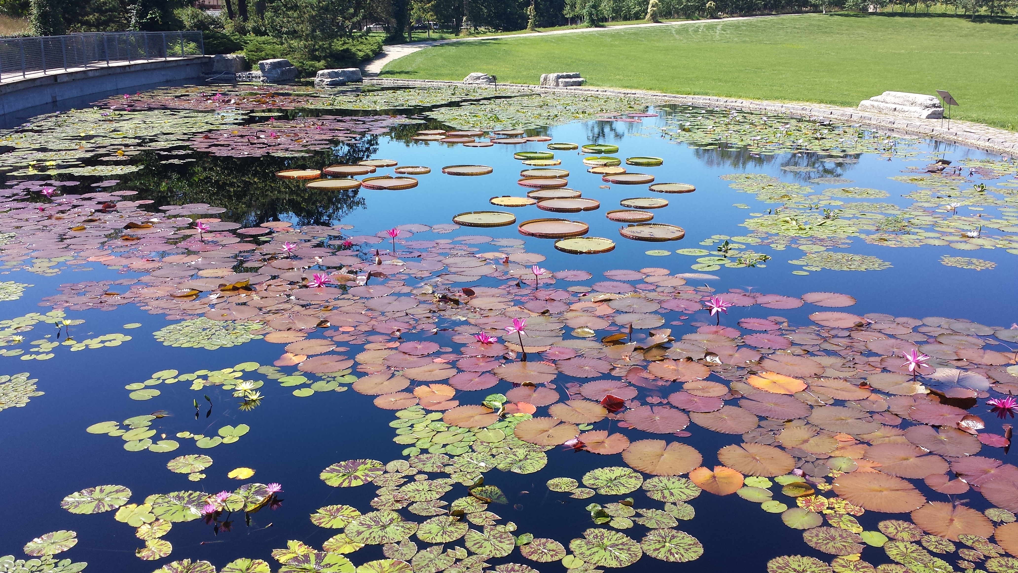 Garfield Park Conservatory Water Lily Pond