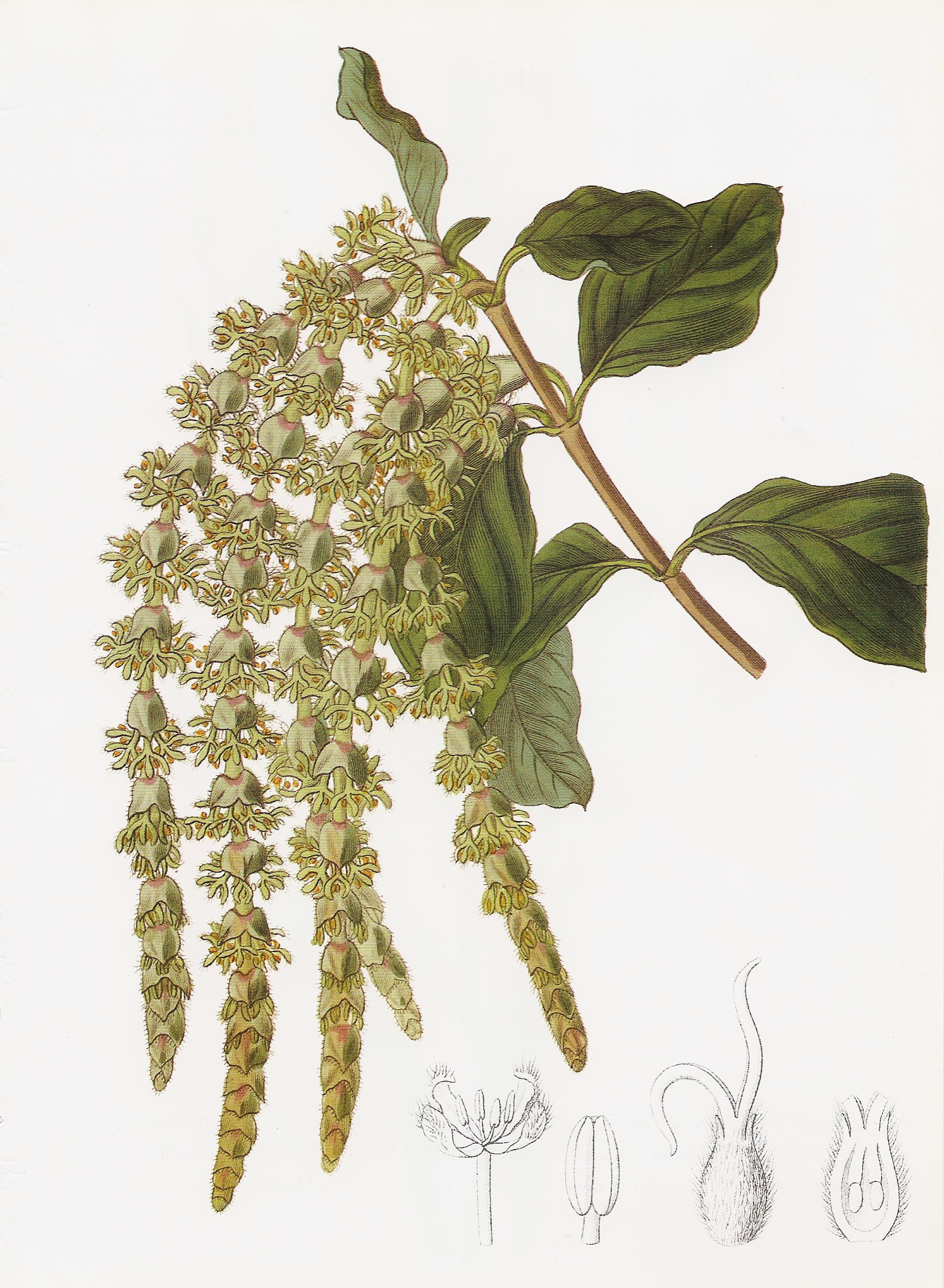 Garrya elliptica RHS