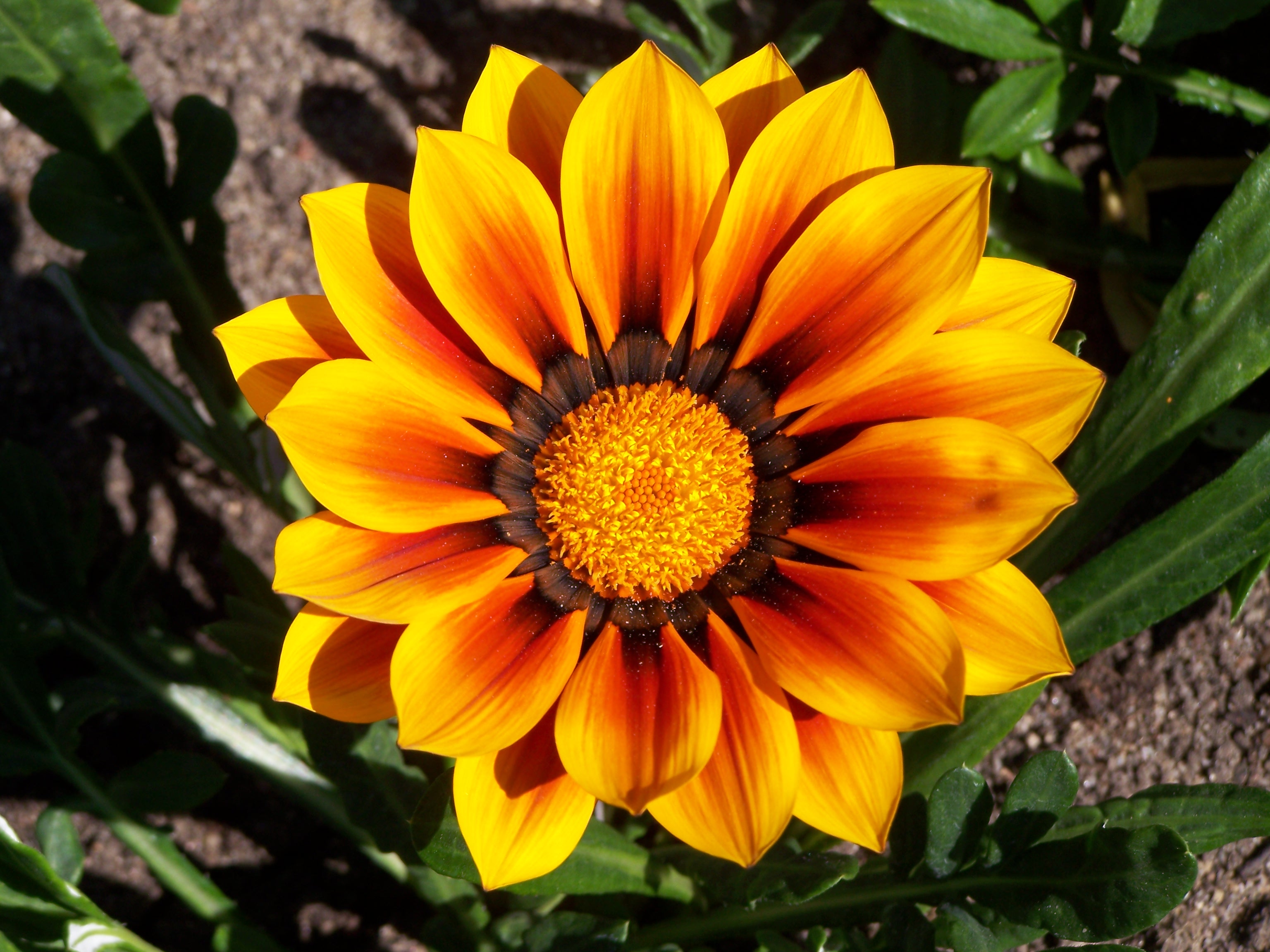 Gazania flower 004