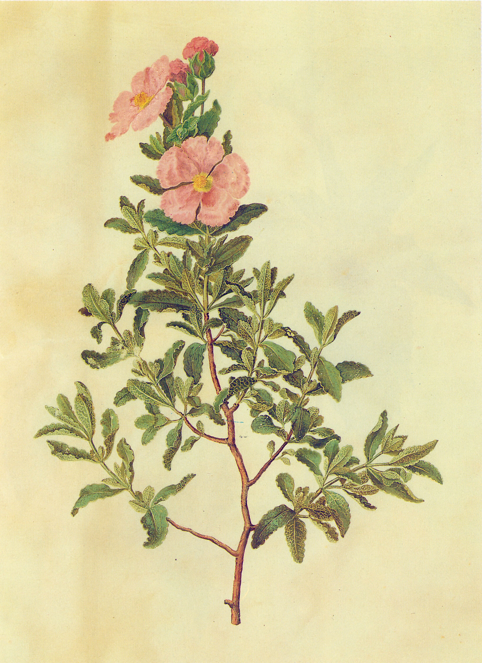 Gc13 cistus albidus