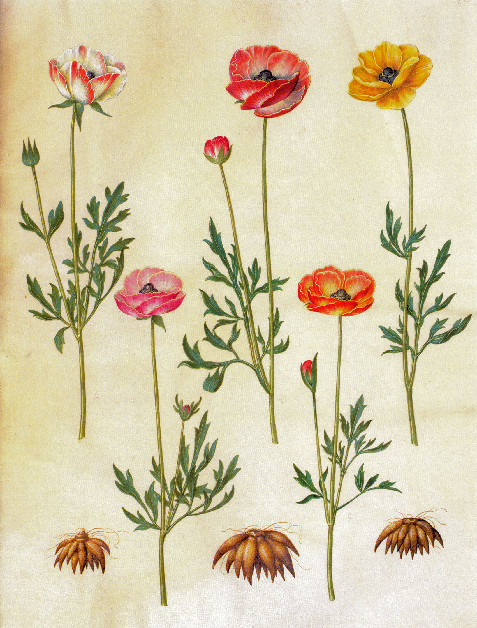 Gc19 ranunculus asiaticus